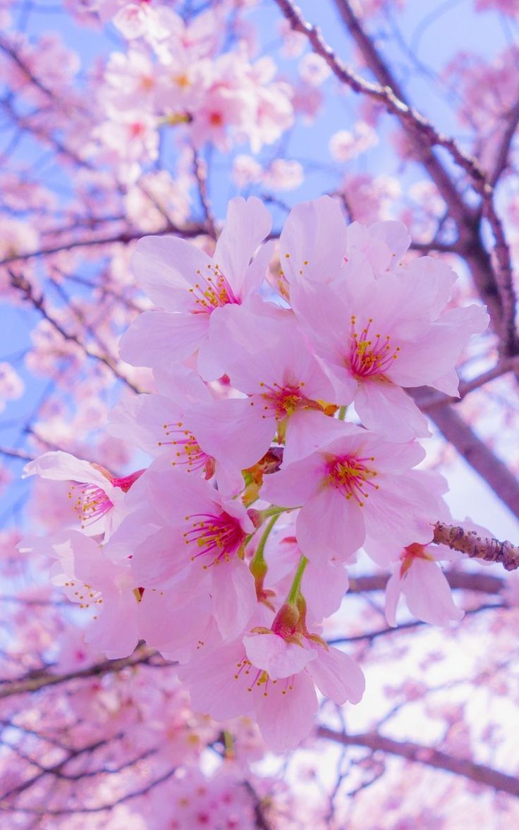 Cherry Flowers Wallpapers - Wallpaper Cave