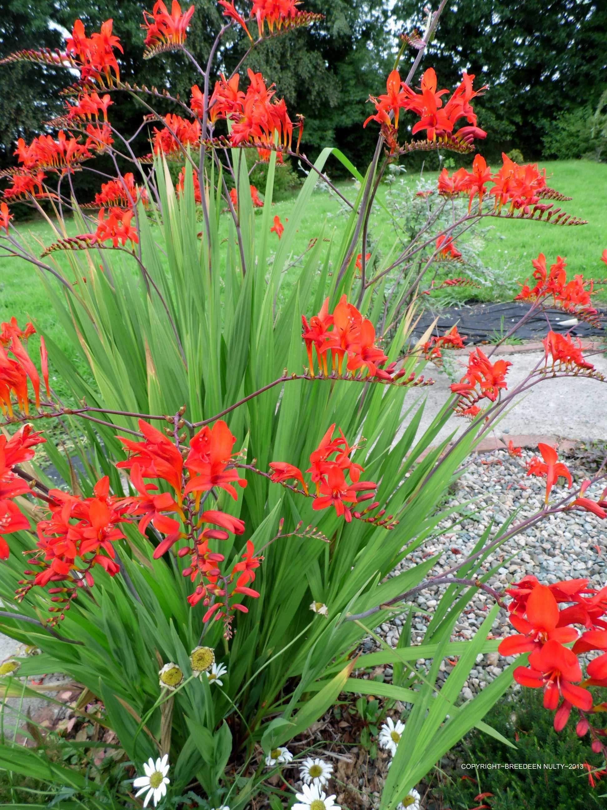 Crocosmia Lucifer. Crocosmia lucifer, Bulb flowers, Flower landscape
