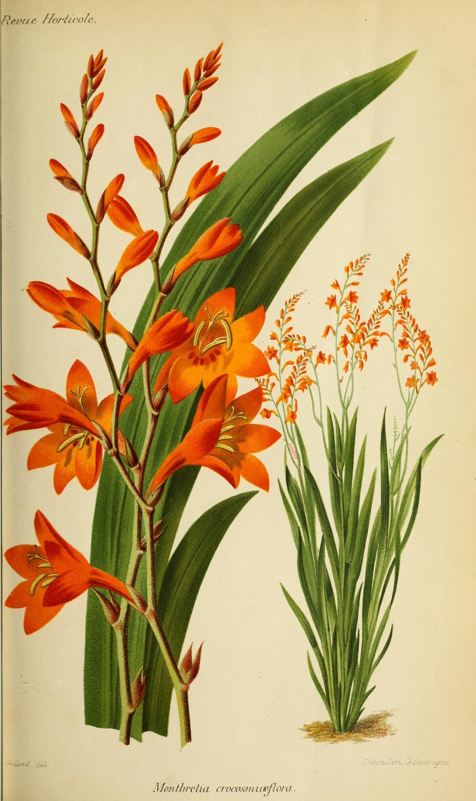 n140_w1150. Botanical drawings, Botanical art prints, Vintage botanical prints