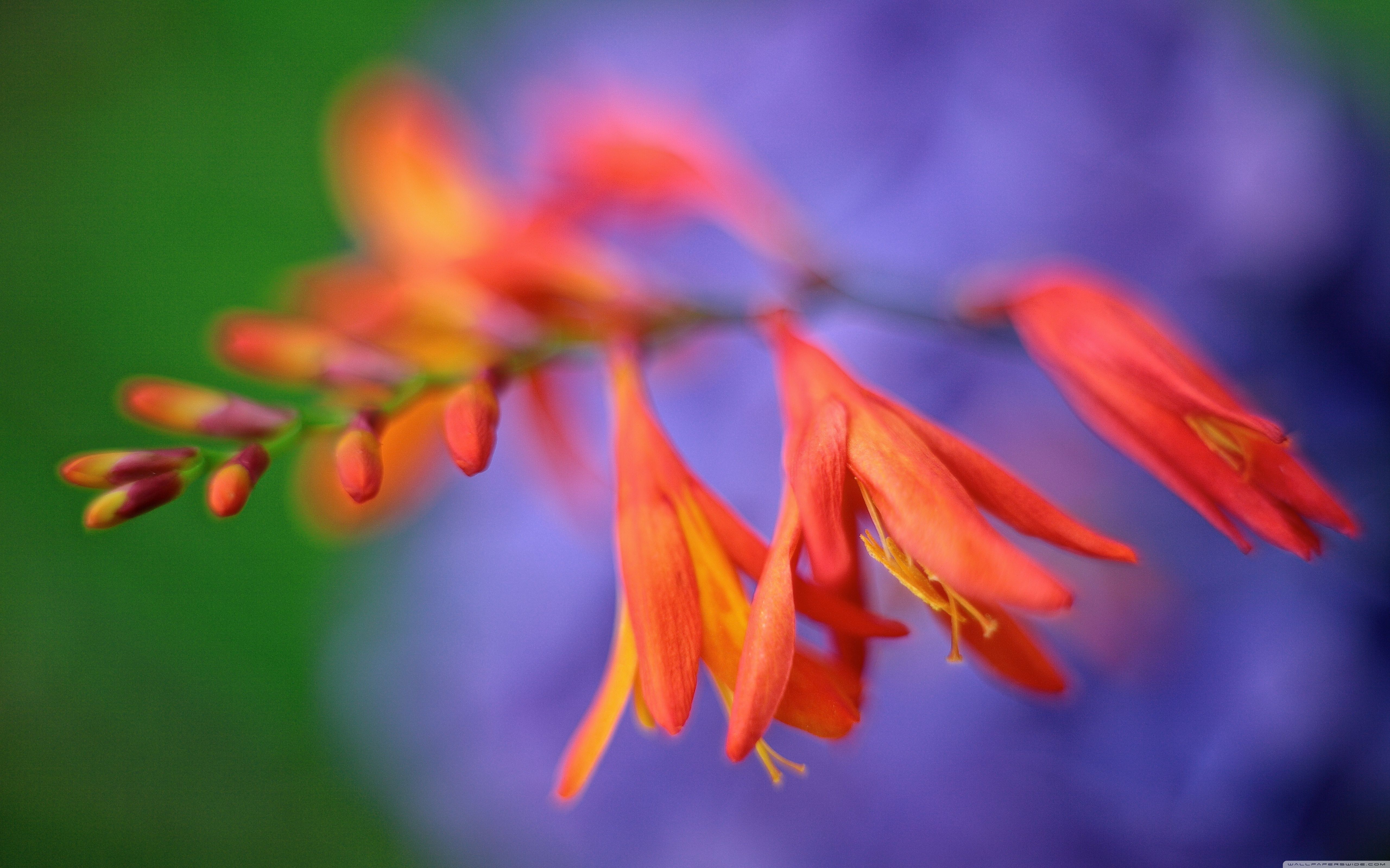 Close up of Crocosmia Flower Ultra HD Desktop Background Wallpaper for 4K UHD TV, Widescreen & UltraWide Desktop & Laptop, Tablet