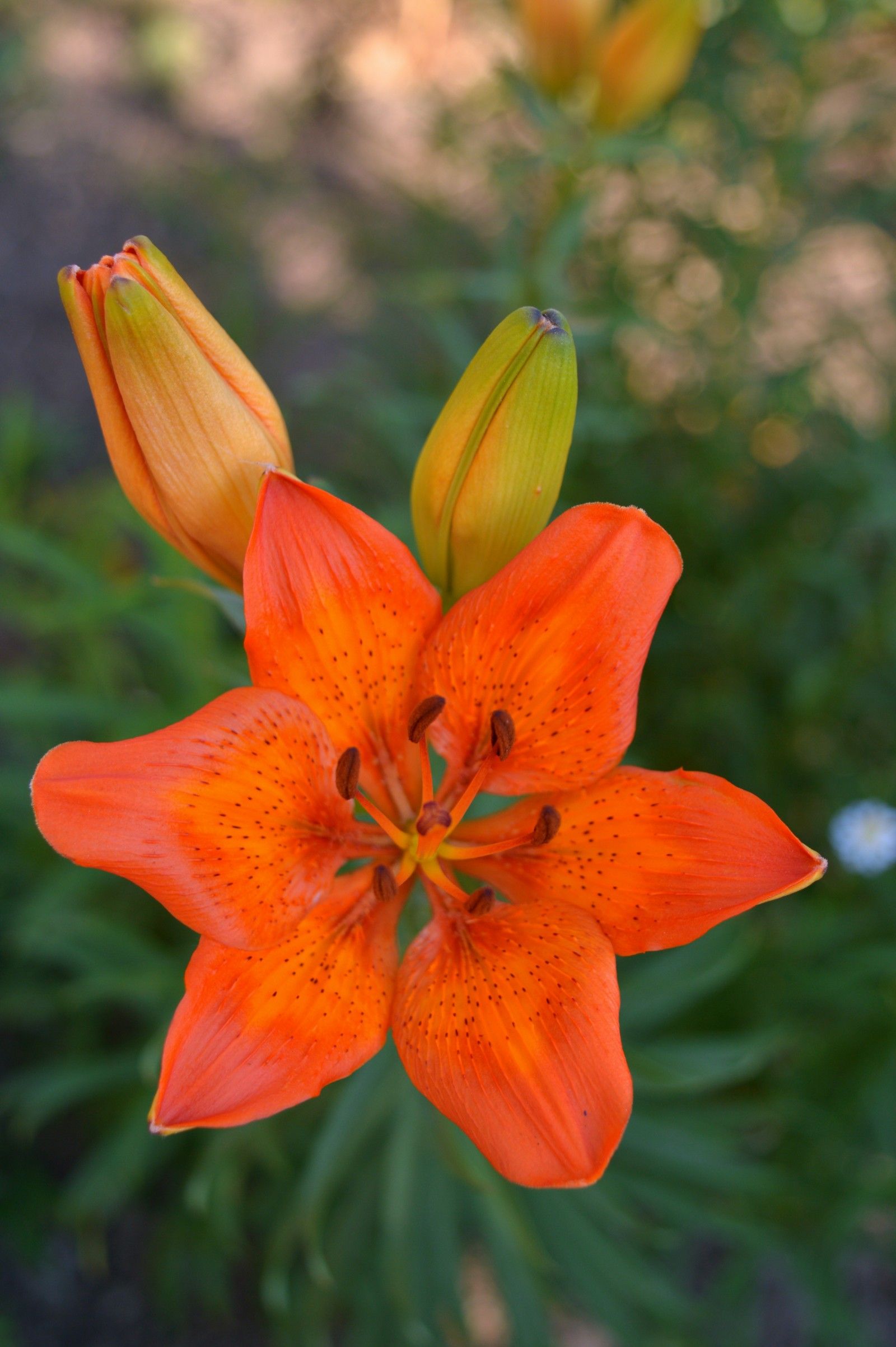 Orange Day Lily Wallpapers - Wallpaper Cave