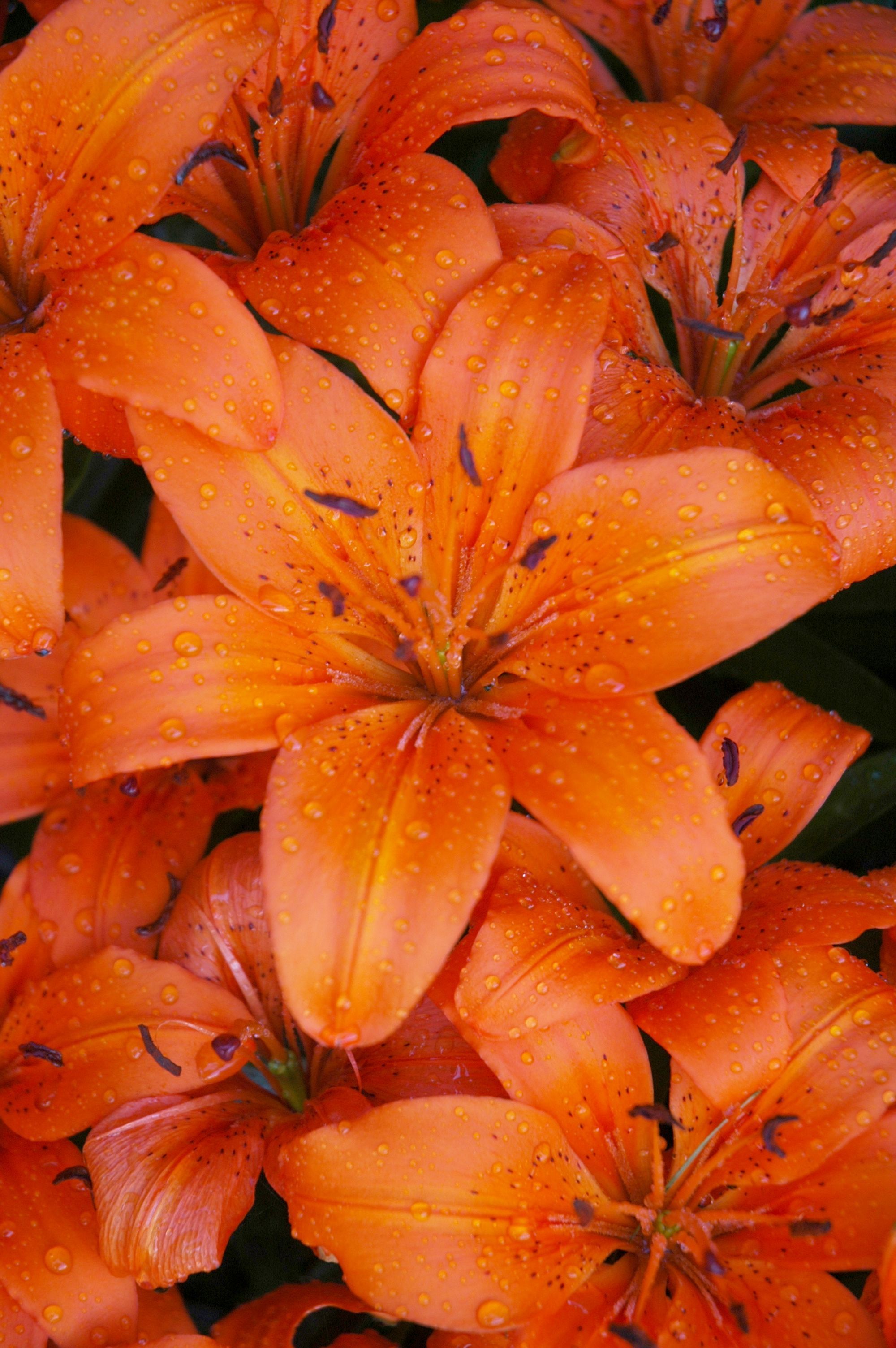 Orange Day Lily Wallpapers - Wallpaper Cave