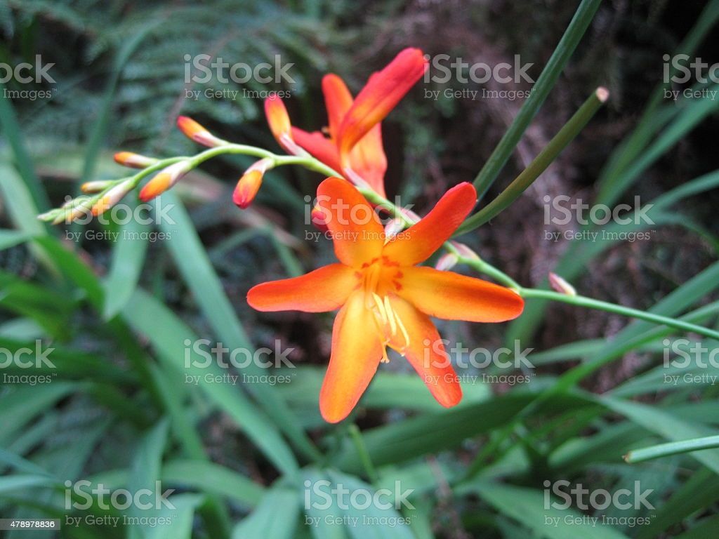 Crocosmia Closeup Single Flower Image Now
