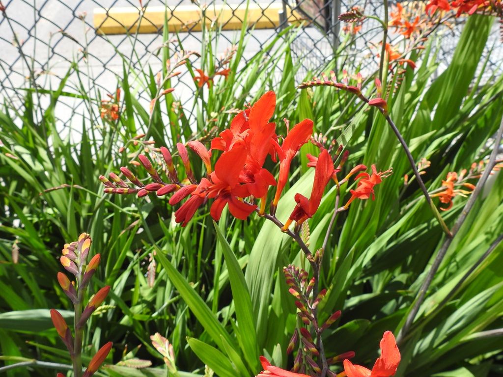 Crocosmia hybrids (Coppertip, Falling Stars, Montbretia). North Carolina Extension Gardener Plant Toolbox