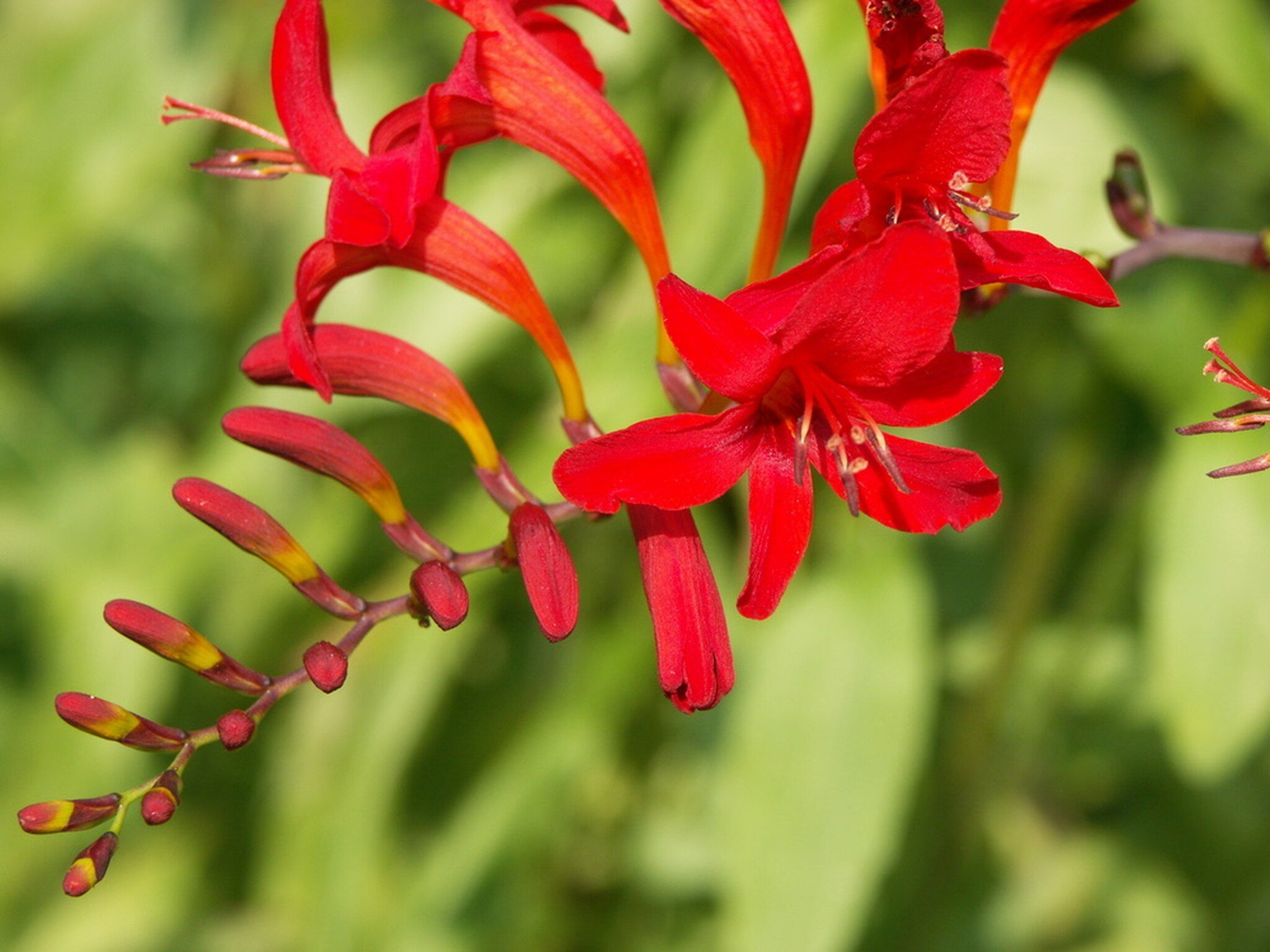 Luciferian Lakes Sacred Essences