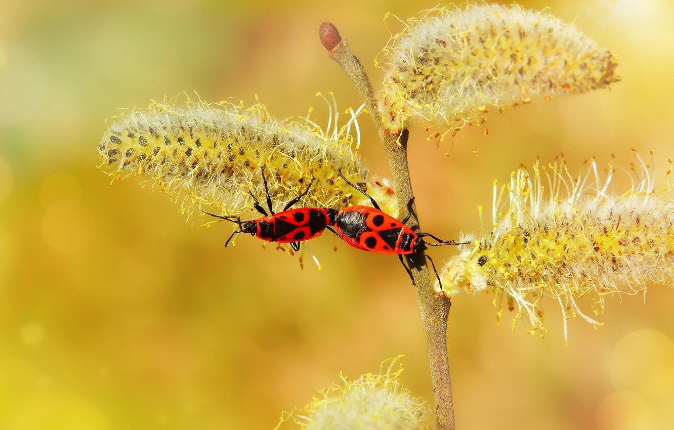 Wallpaper macro, insects, branches, yellow, background, spring, bugs, red, a couple, kidney, two, Verba, soldiers, pairing, two beetle image for desktop, section макро