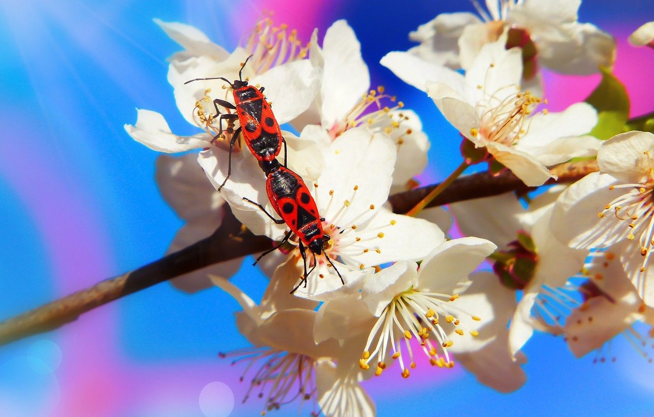 Wallpaper macro, flowers, insects, background, blue, branch, spring, bugs, red, white, a couple, flowering, two, soldiers, pairing, two beetle image for desktop, section макро
