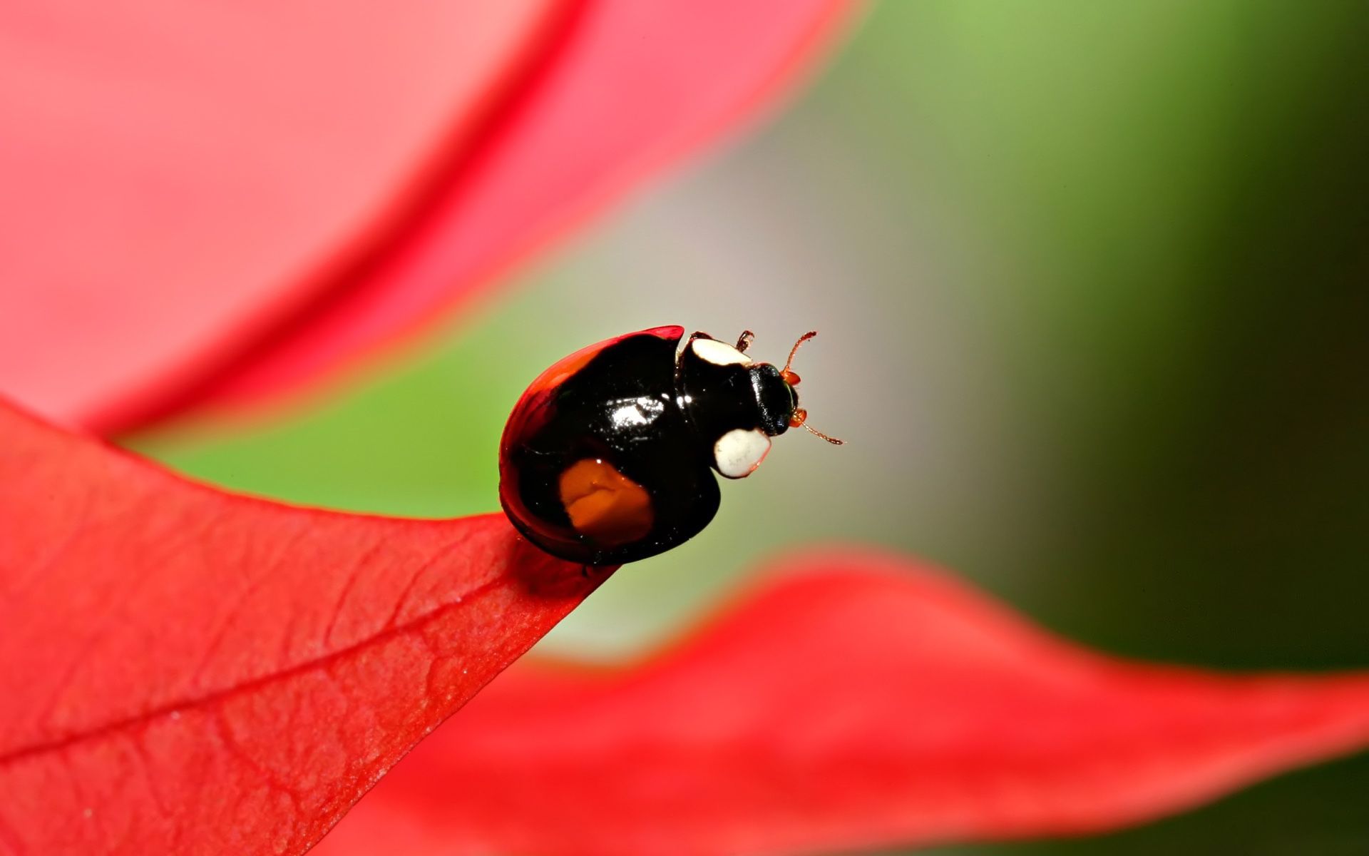 Free Wallpaper Background with Black Ladybug Picture in Macro. HD Wallpaper for Free. Ladybug, Free wallpaper background, Picture of insects