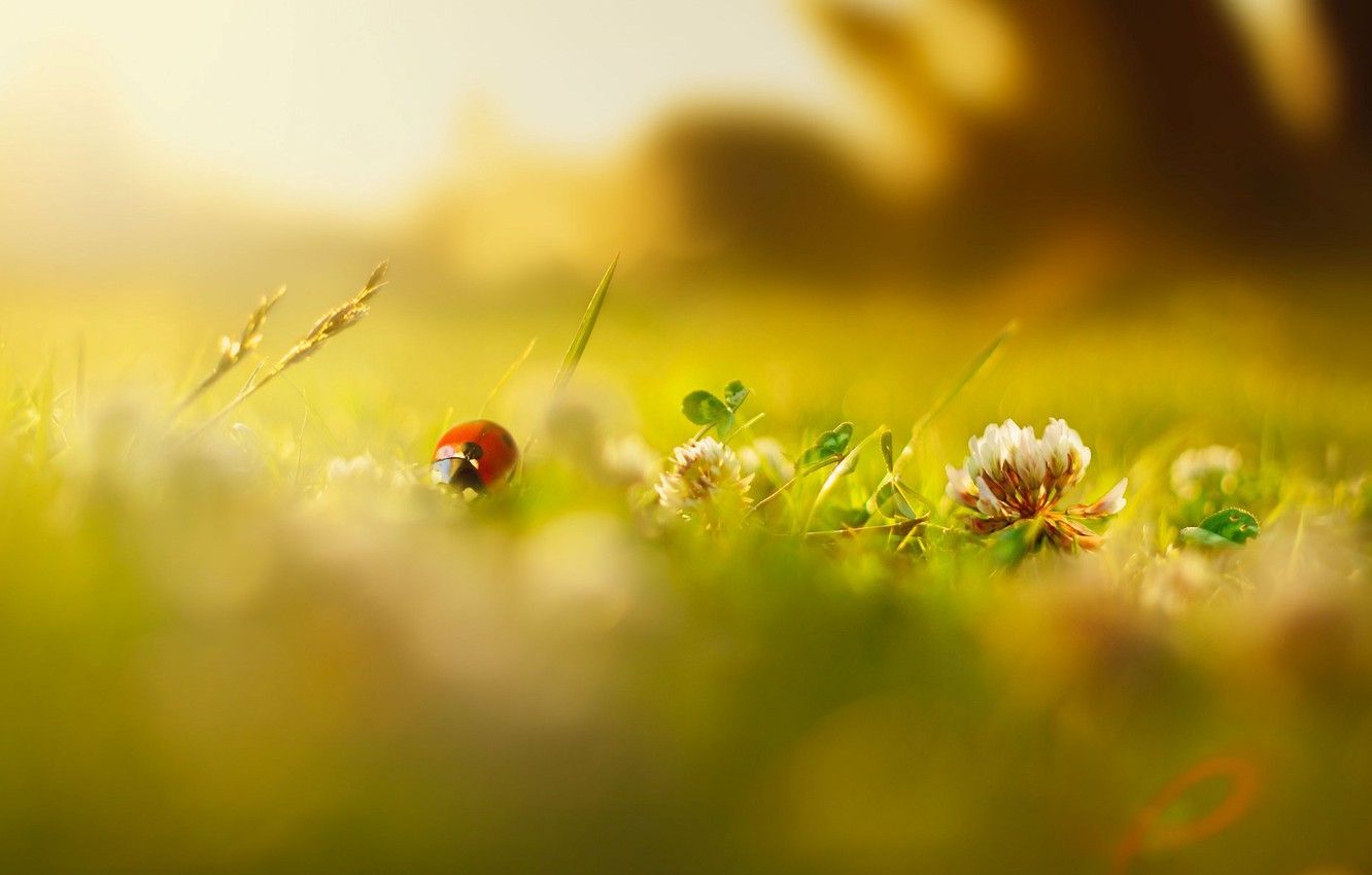 Wallpaper greens, summer, grass, macro, flowers, insects, background, Wallpaper, ladybug, blur, spring, morning, day, wallpaper, flowers, widescreen image for desktop, section макро