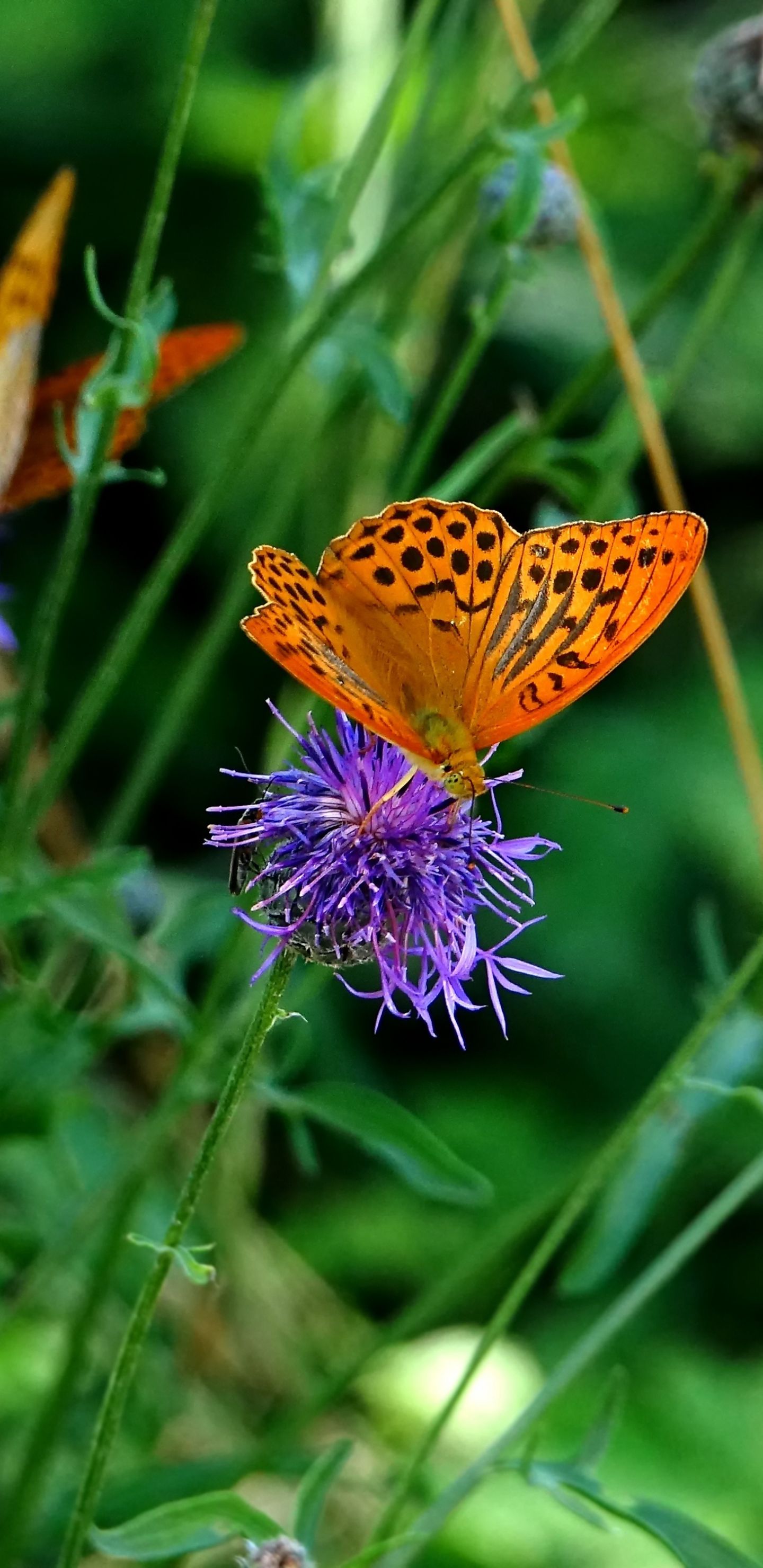 Download 1440x2960 wallpaper orange butterfly, insects, meadow, spring, samsung galaxy s samsung galaxy s8 plus, 1440x2960 HD image, background, 1948
