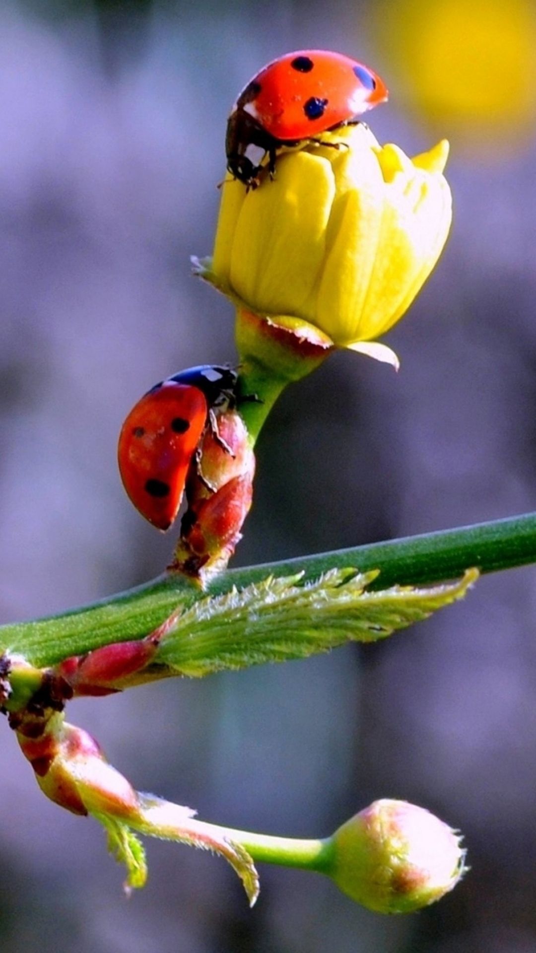 sylviayork. Ladybug, Spring wallpaper, Beautiful bugs