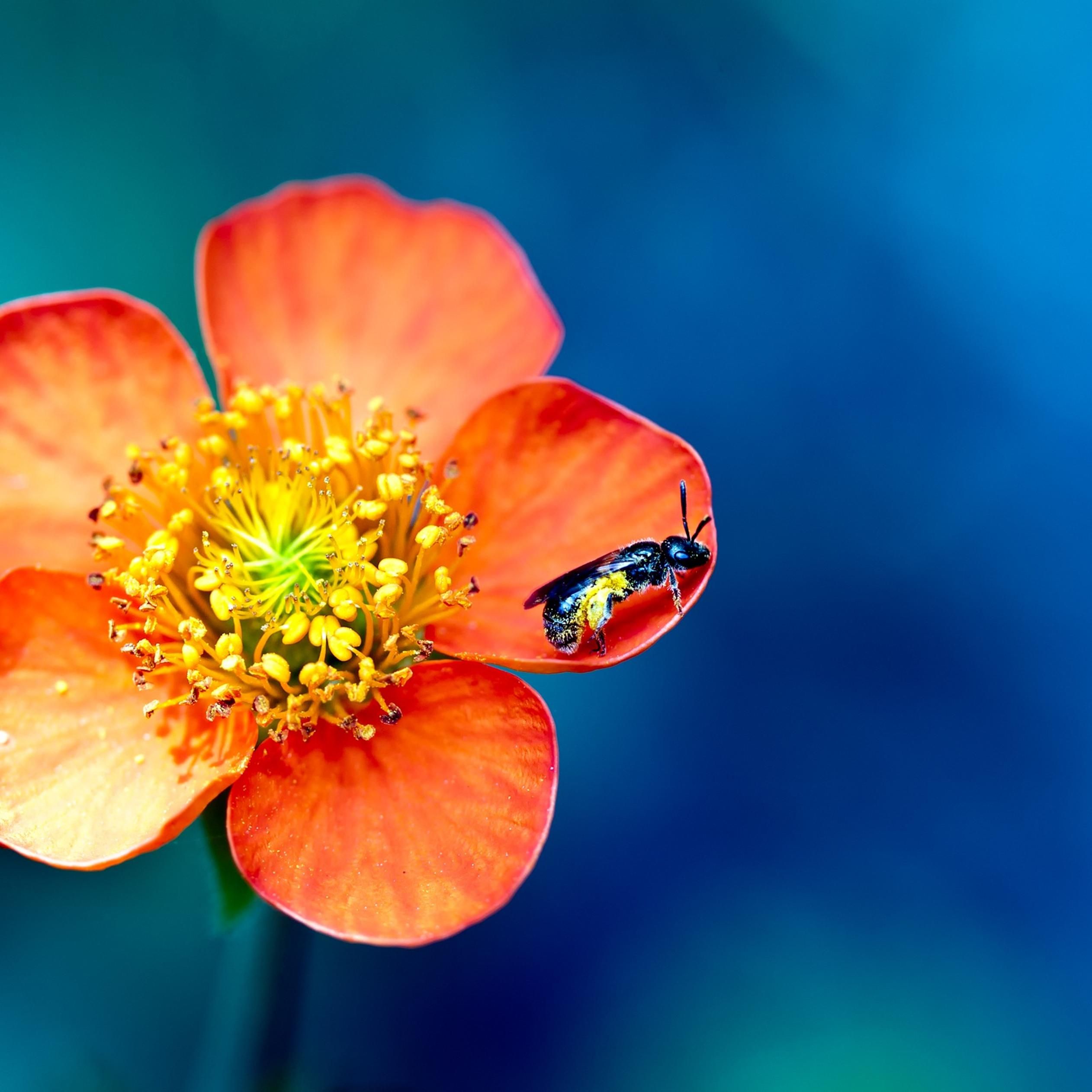 Little insect on a beautiful spring flower
