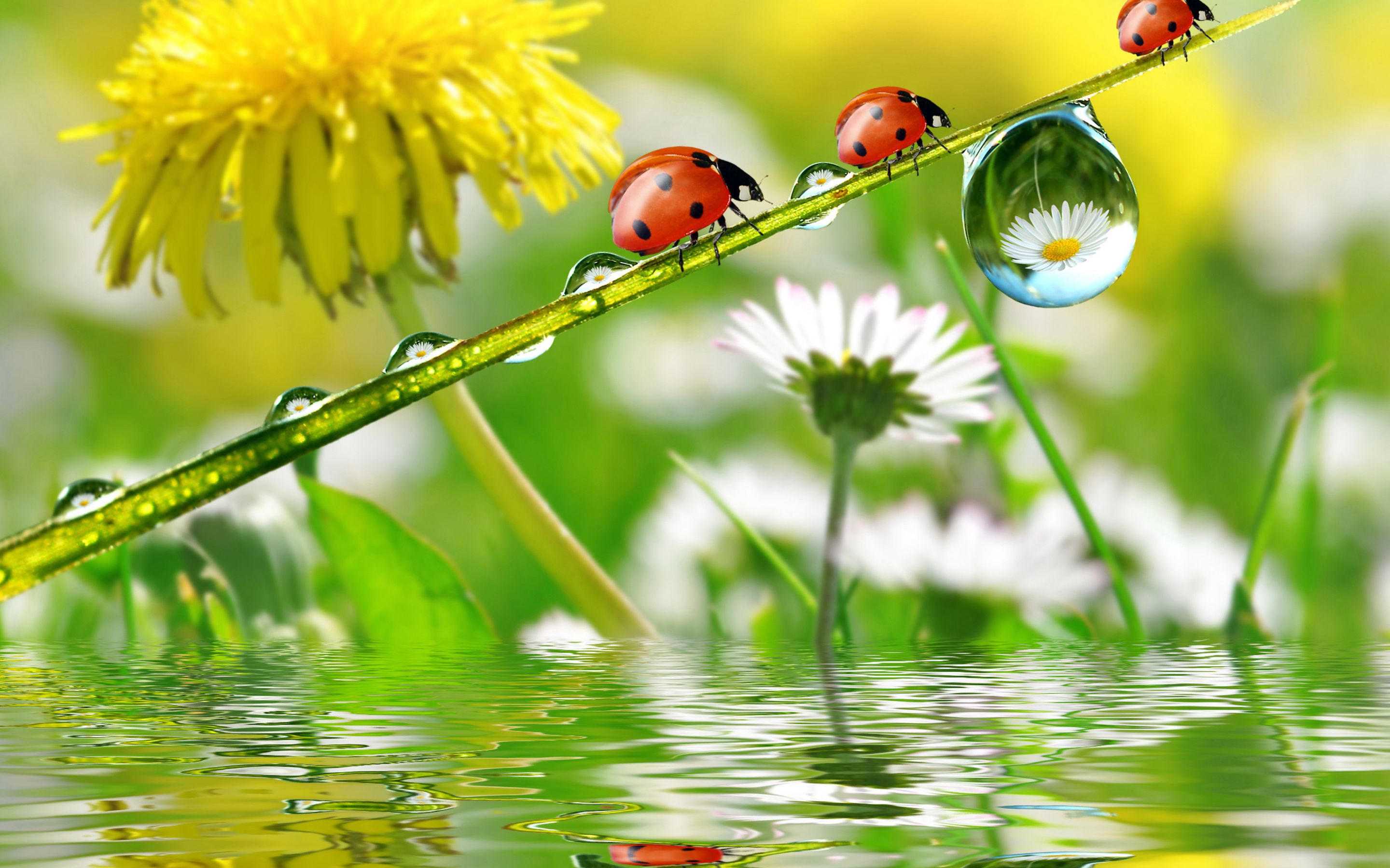 Nature Dandelion Chamomile Insect Ladybug Spring Rain Drops Water Desktop HD Wallpaper For Mobile Phones And Computer 2880x1800, Wallpaper13.com