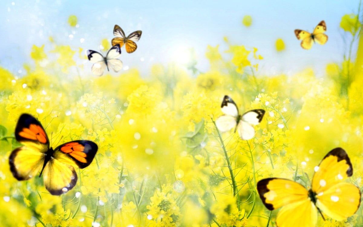 Butterfly, Tenderness, Nature wallpaper. TOP Free wallpaper