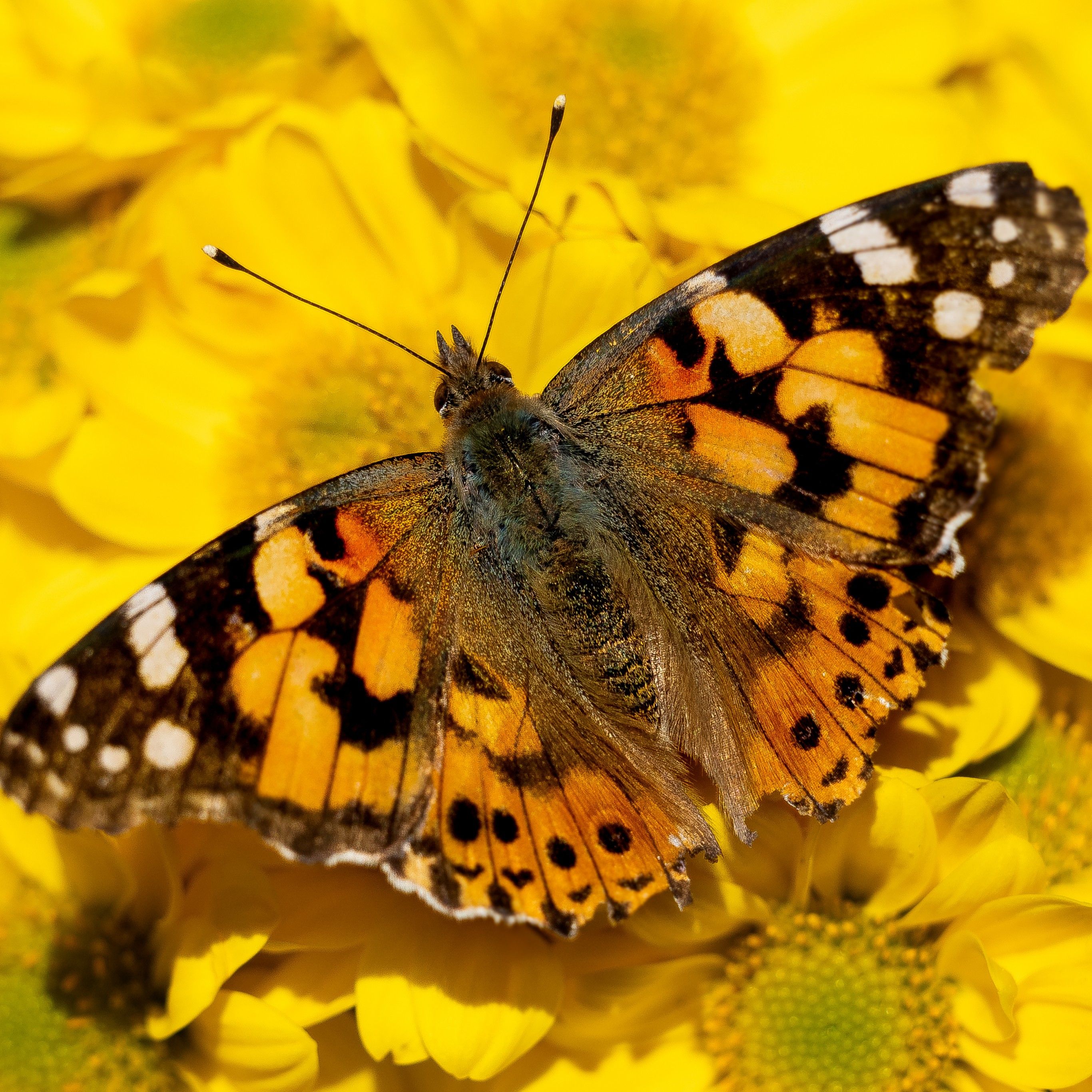 Painted Lady 4K Wallpaper, Yellow flowers, Butterfly, Insects, Closeup, Animals