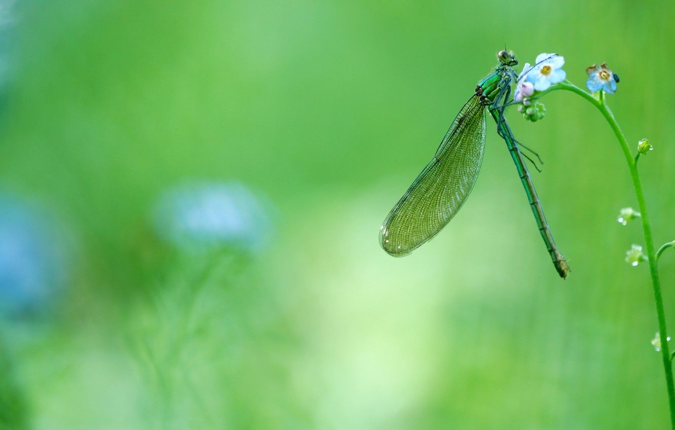Wallpaper Greens, Summer, Macro, Flowers, Green, Spring, Dragonfly, Insect, Forget Me Nots, Wallpaper From Lolita777 Image For Desktop, Section макро