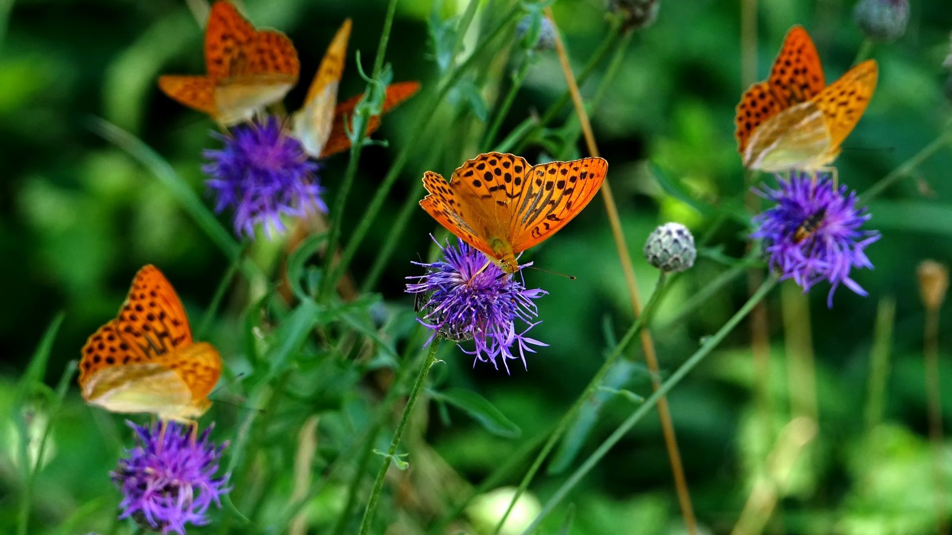 Desktop wallpaper orange butterfly, insects, meadow, spring, HD image, picture, background, 66428e