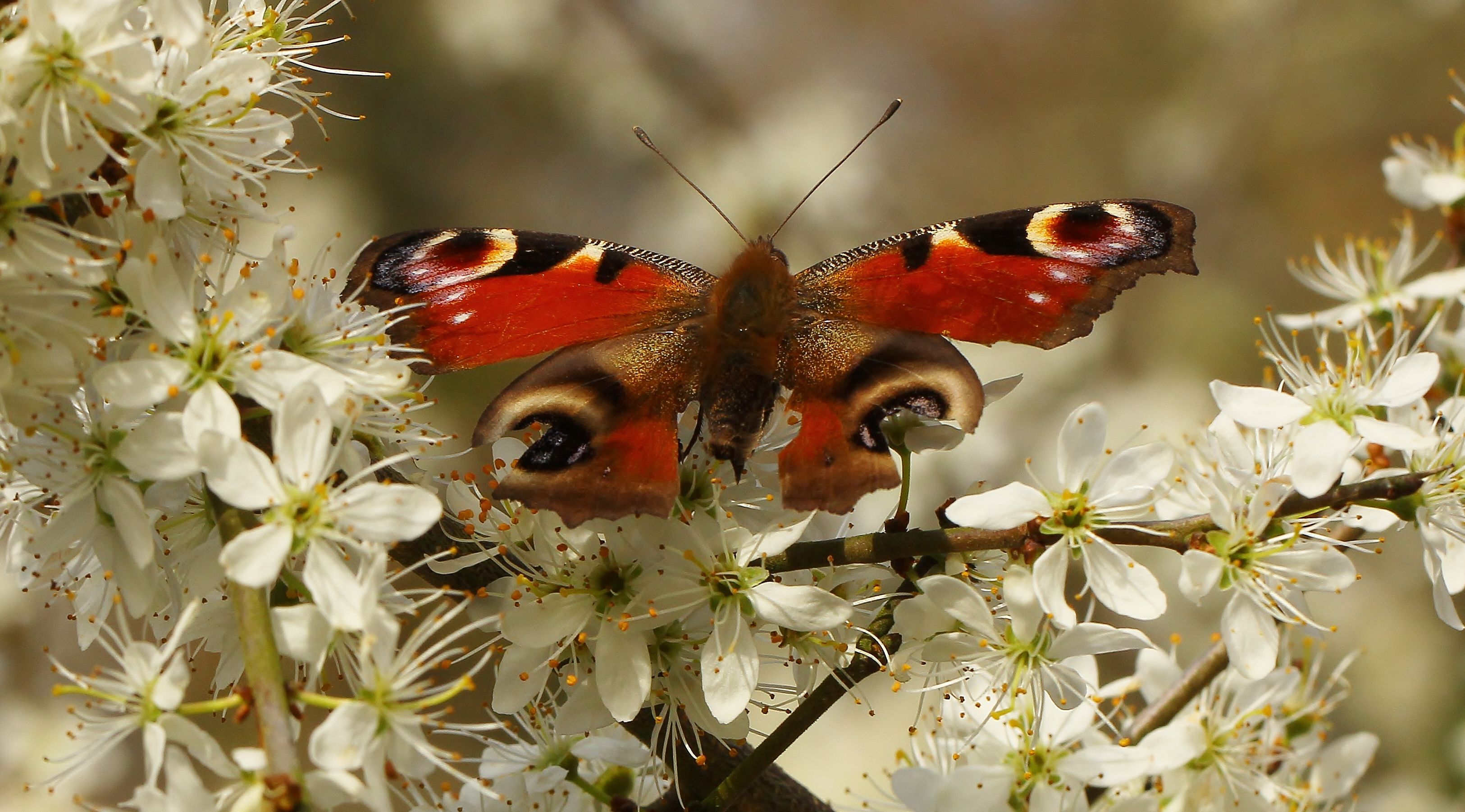 Wallpaper, peacock, insect, wildlife, British, spring, moth, insects, fauna, macro photography, invertebrate, arthropod, organism, nectar, pollinator, moths and butterflies, brush footed butterfly, naturalhistory 3251x1802 - Wallpaper