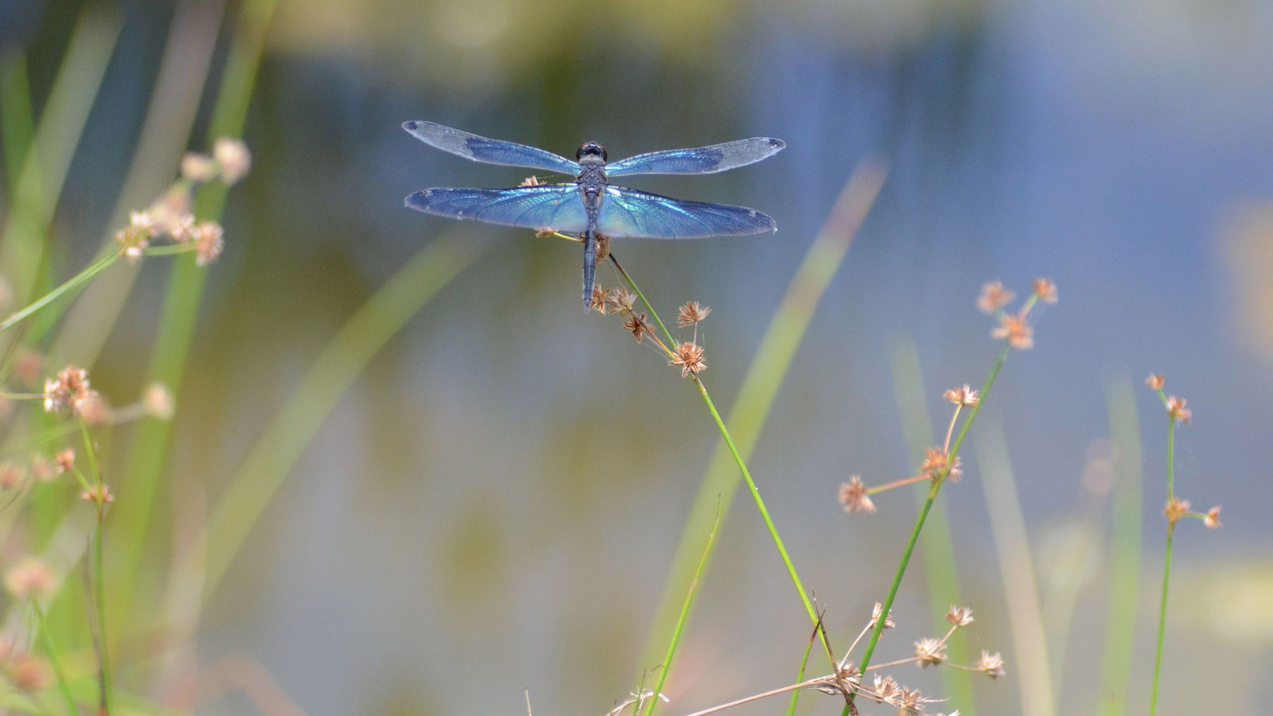 Dragonfly Background Free Download