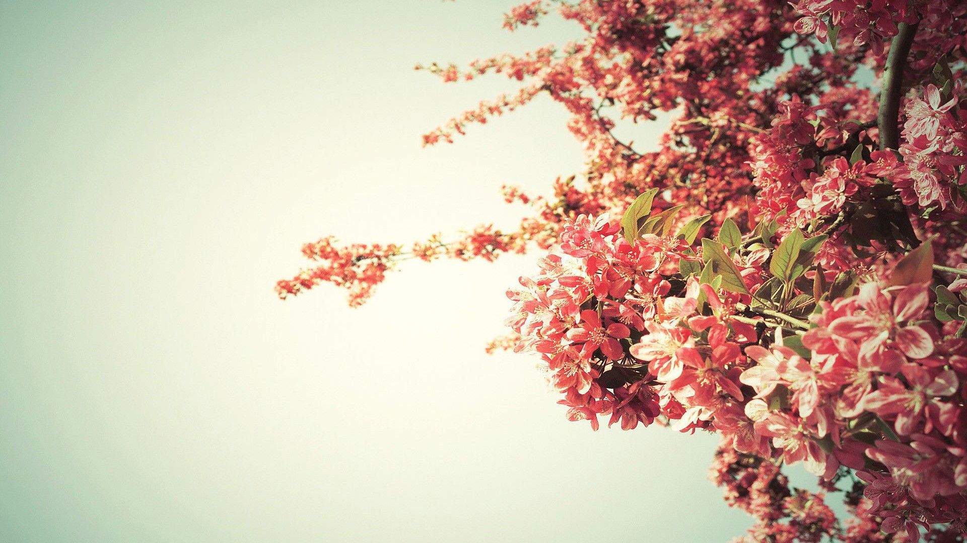 Spring Wallpaper HD