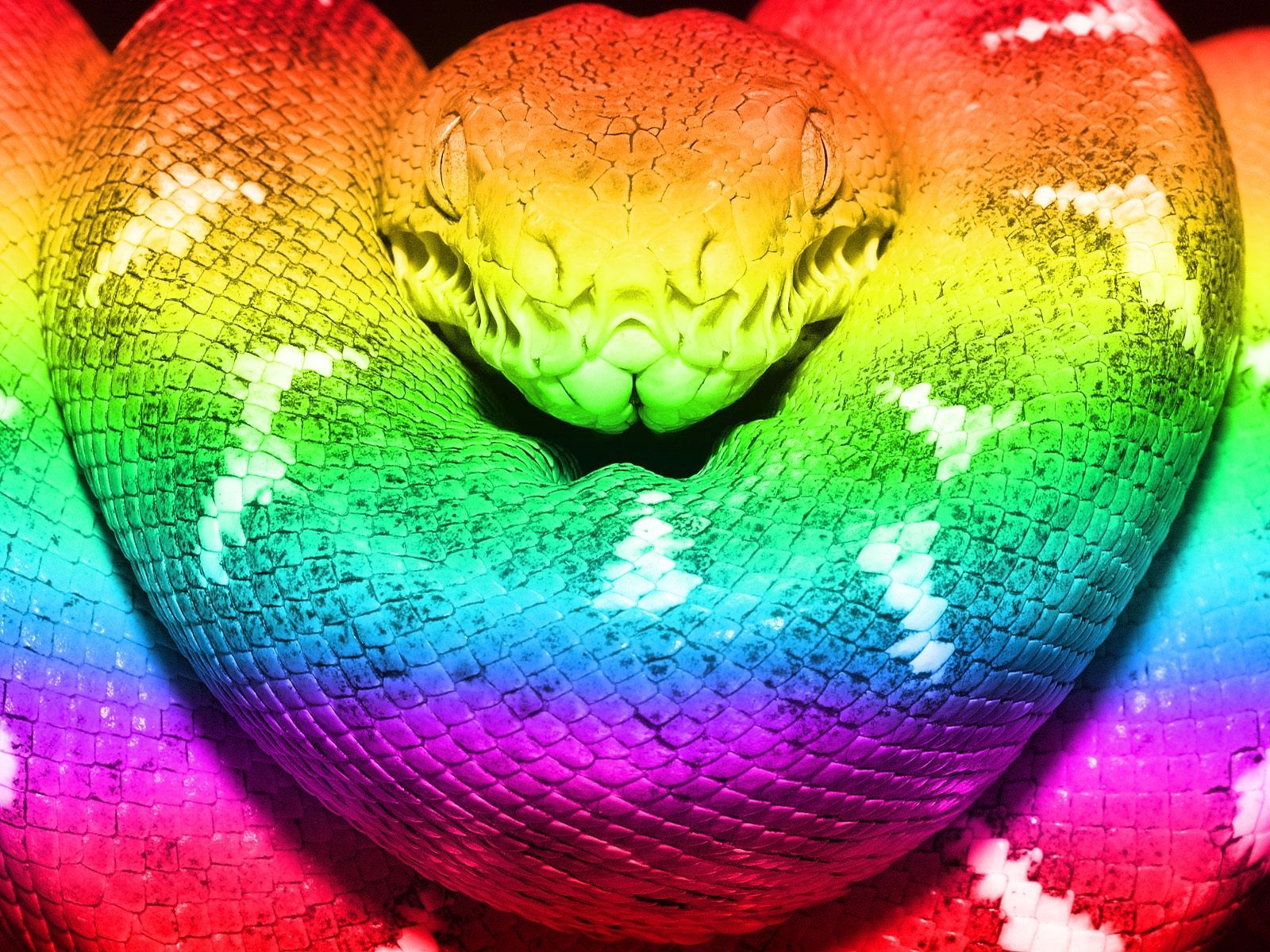 Rainbow Boa Color Rainbow Snake Wow. Rainbow snake, Rainbow colors, Color