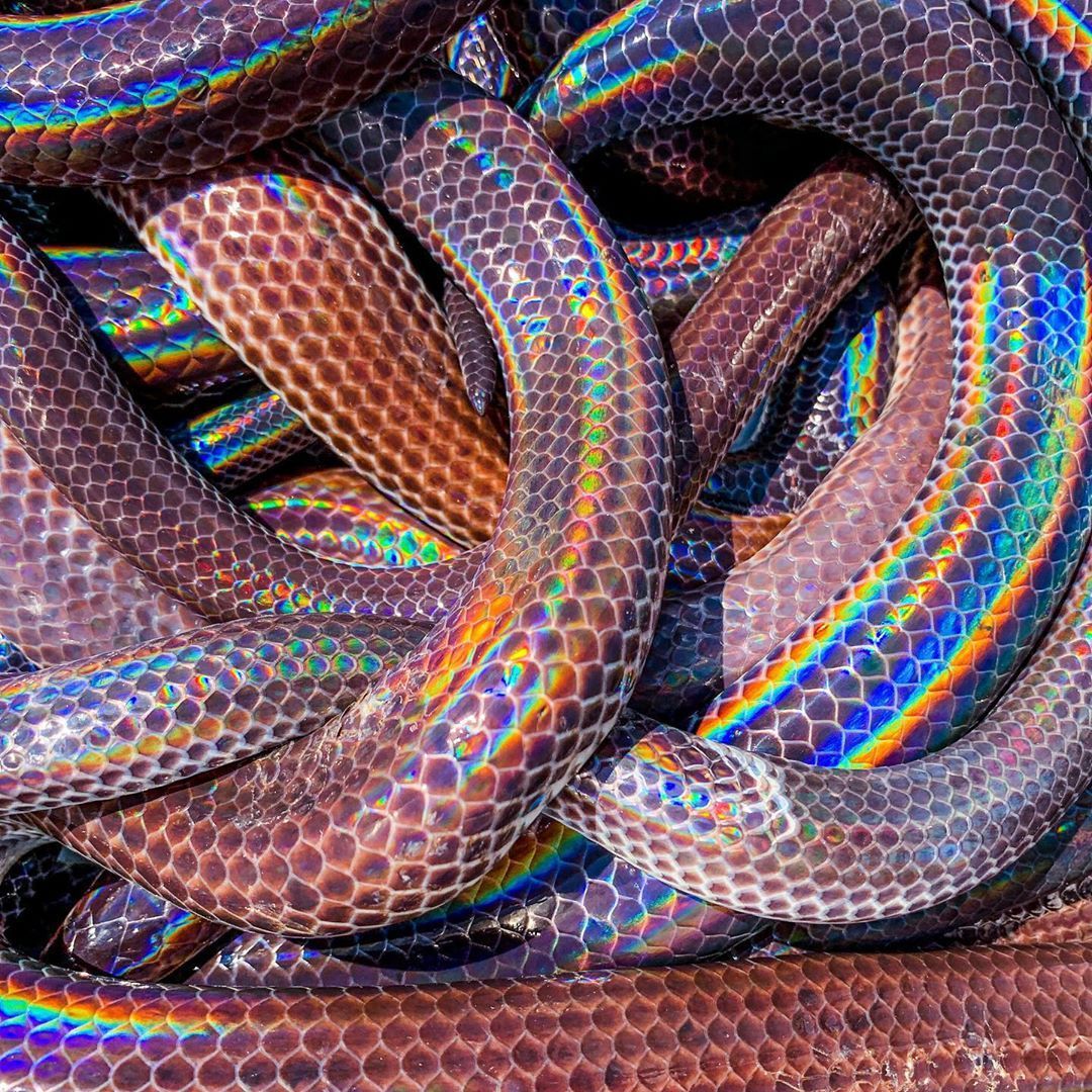 Sunbeam Snake ! Known for their highly iridescent scales. Snake wallpaper, Snake, Rainbow snake