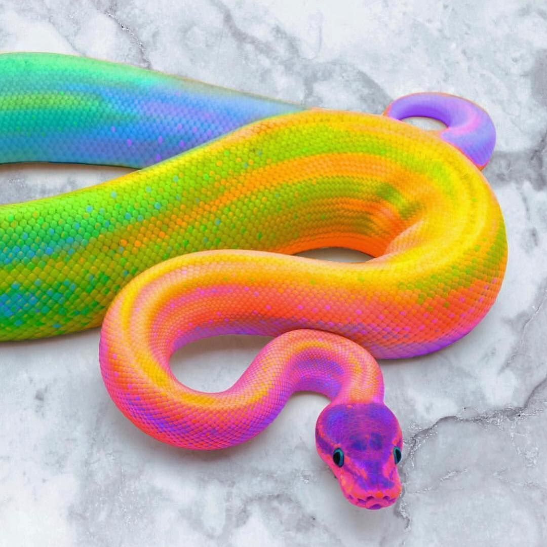 Rainbow Snake Wallpapers - Wallpaper Cave