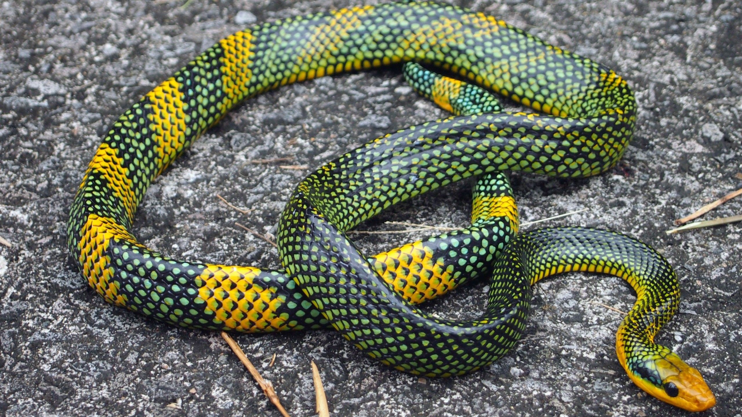 Free Download Pic of Rainbow Tree Snake