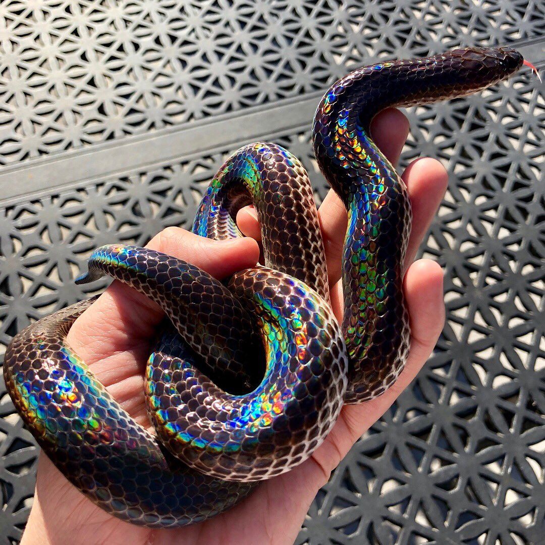 maura you believe mother nature decided to go this hard. Cute reptiles, Rainbow snake, Cute snake