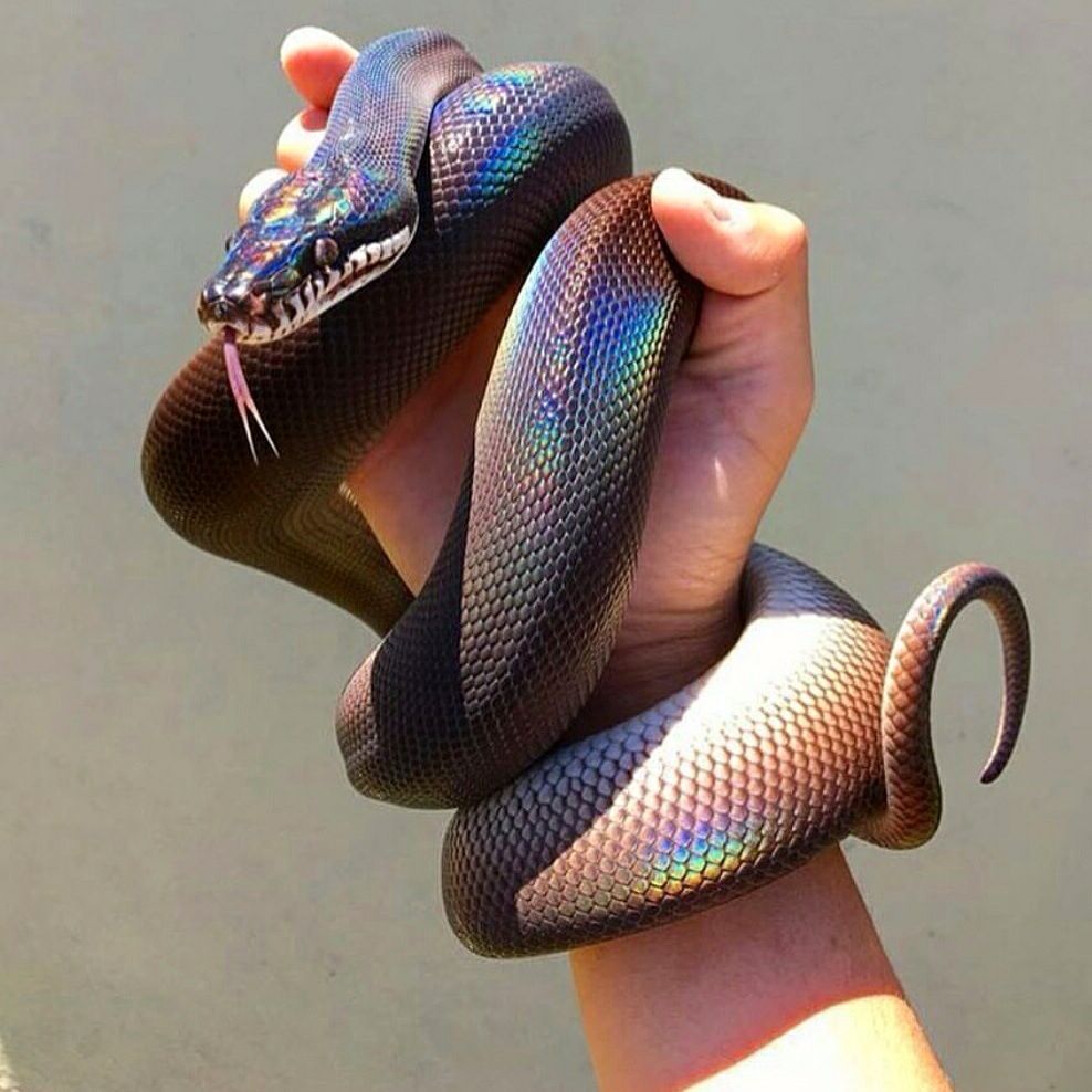 Wow iridescent / holographic rainbow snake.