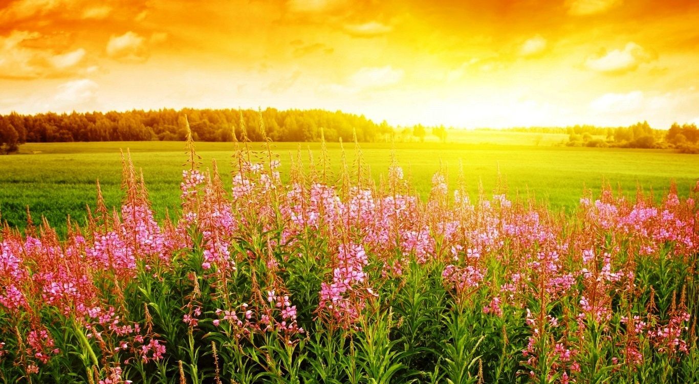 Beautiful sunrise. Field wallpaper, Summer wallpaper, Nature wallpaper