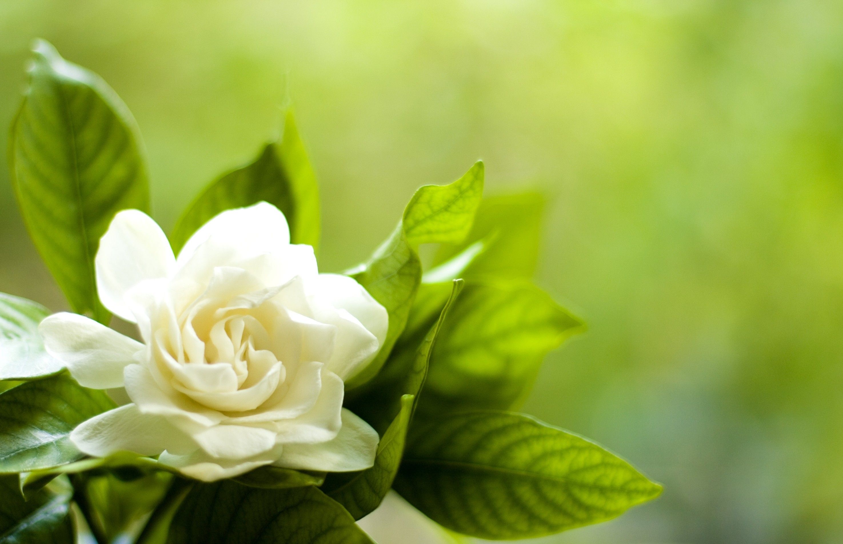 Gardenia HD Wallpaper