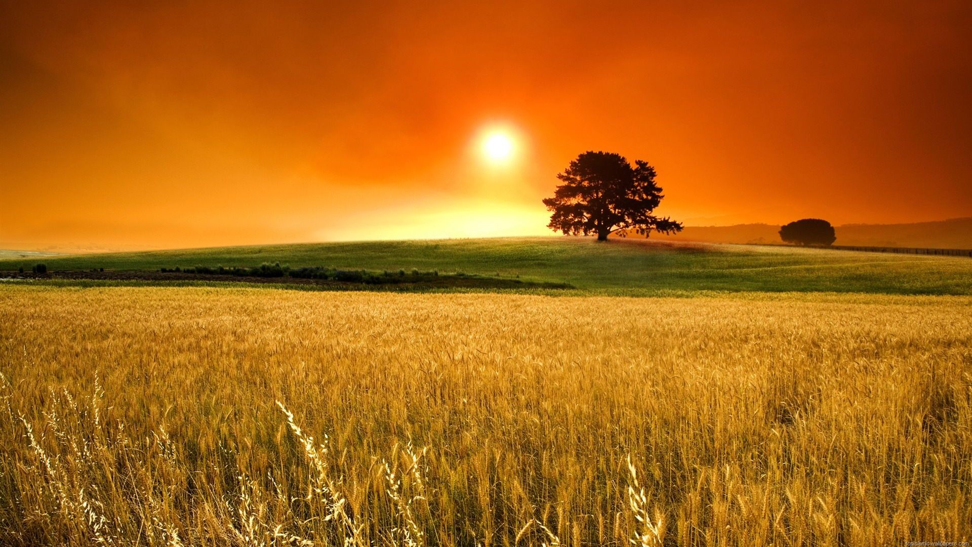 Sunrise Field Hd Wallpaper New Desktop Widescreen Cool Image Of Fields Free Download