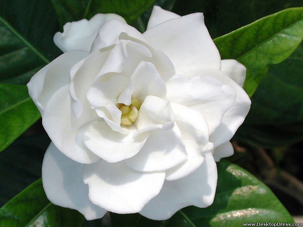 Artistic Different Kinds Of Gardenia Plants Photo Collection Artistic Different Kinds Of Gardenia Plants Photo Collection