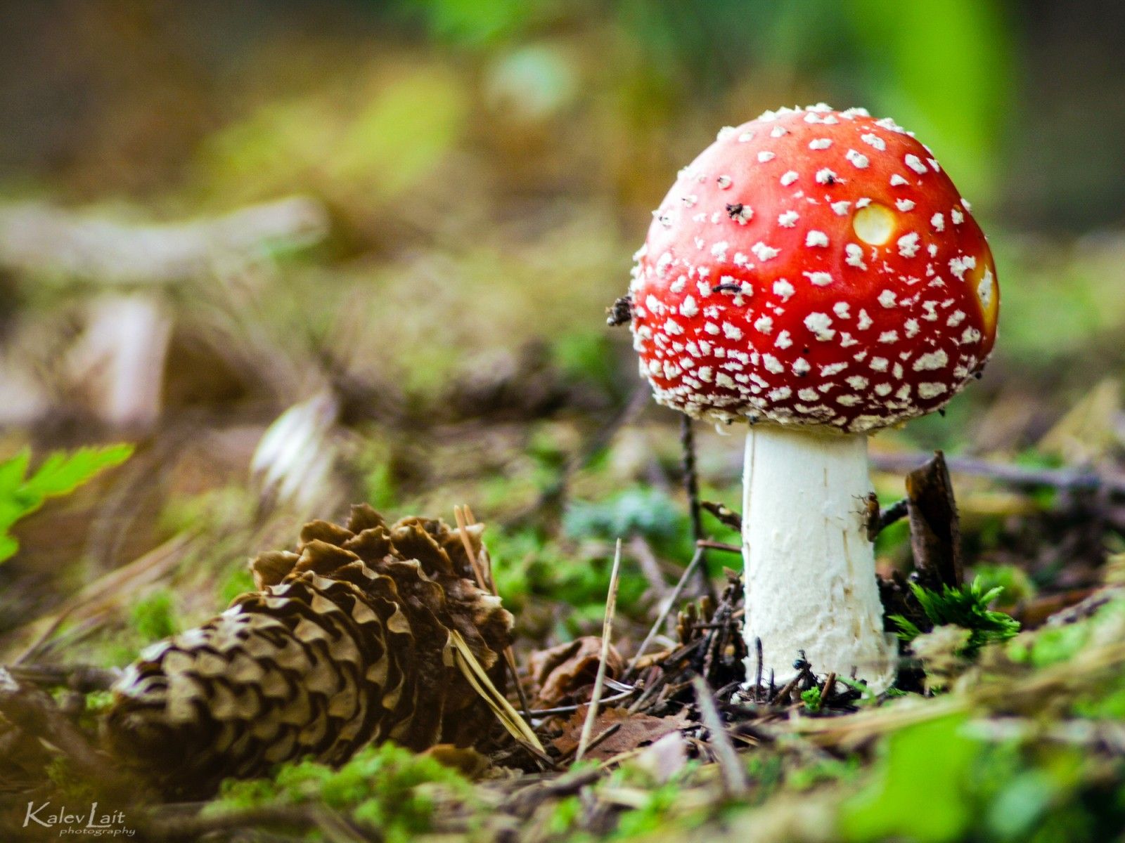 Amanita Mushroom Wallpapers - Wallpaper Cave