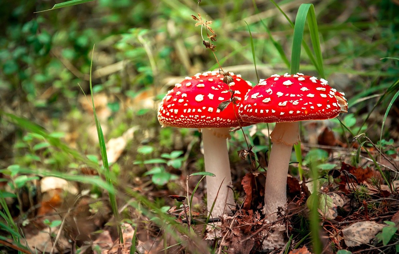 Amanita Mushroom Wallpapers - Wallpaper Cave