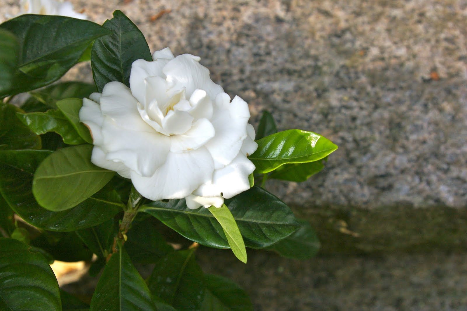 Gardenia Flower Wallpapers - Wallpaper Cave