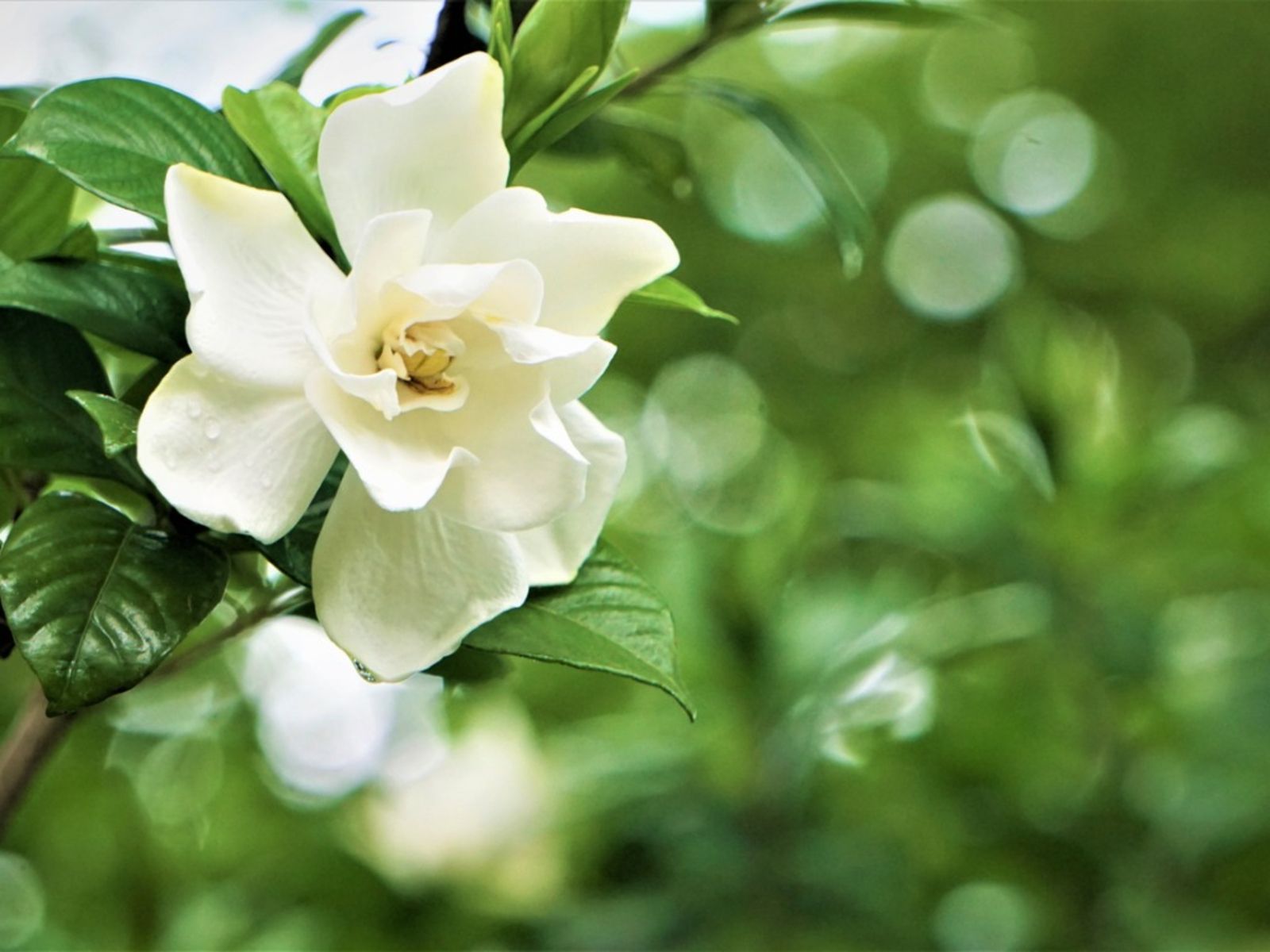 Gardenia Not Blooming: Getting A Garden To Bloom