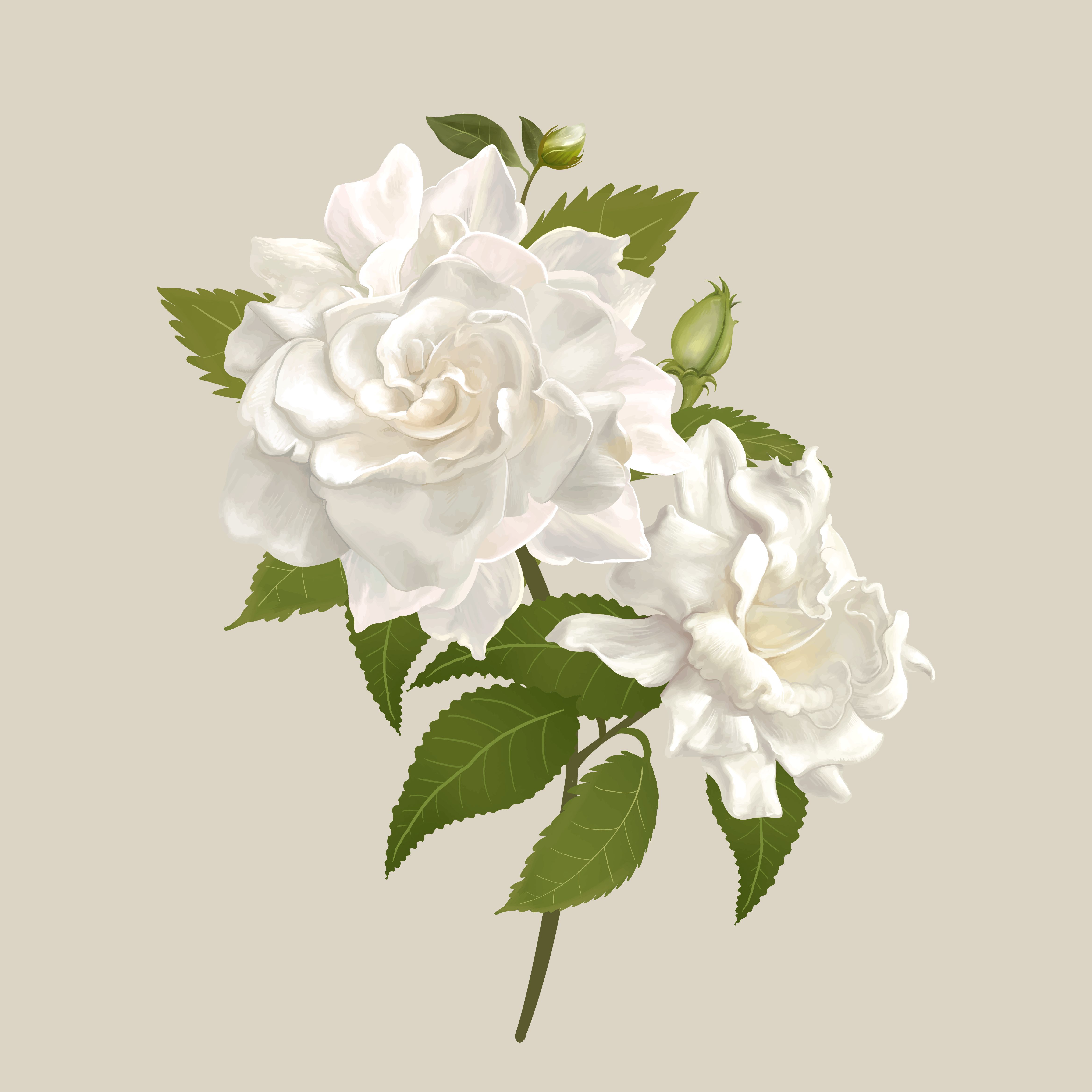 Gardenia Flower Vector Graphics