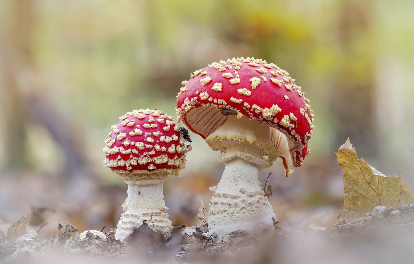 Amanita Mushroom Wallpapers - Wallpaper Cave