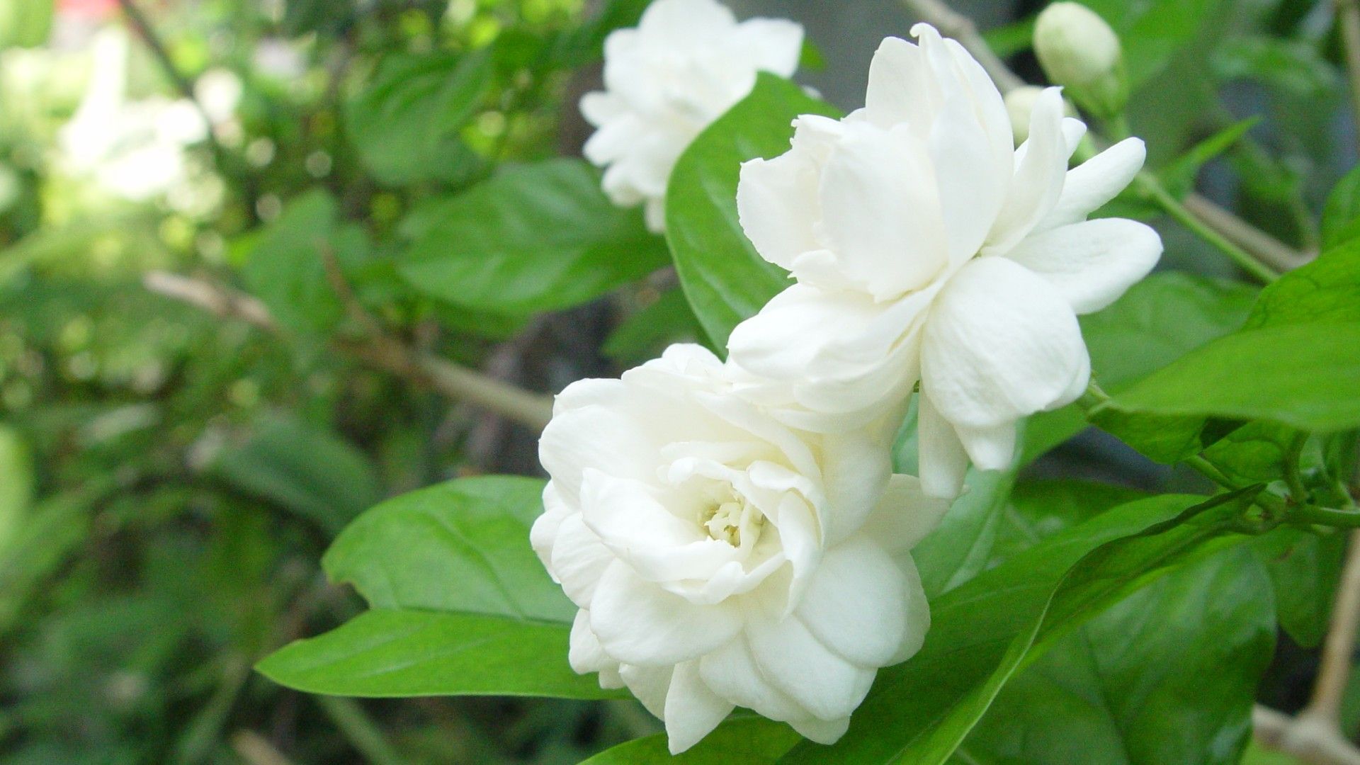 Lovely Jasmine Flower Wallpaper HD Image. Flower Backround, Jasmine Flower, Flowers