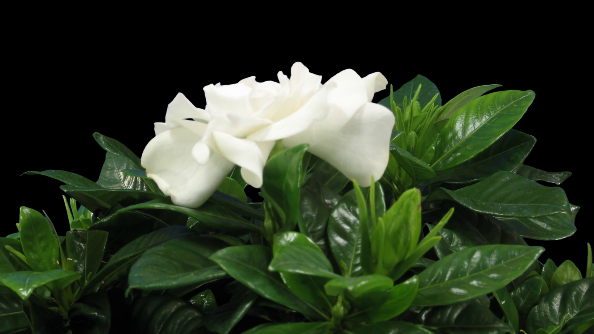 Gardenia Background