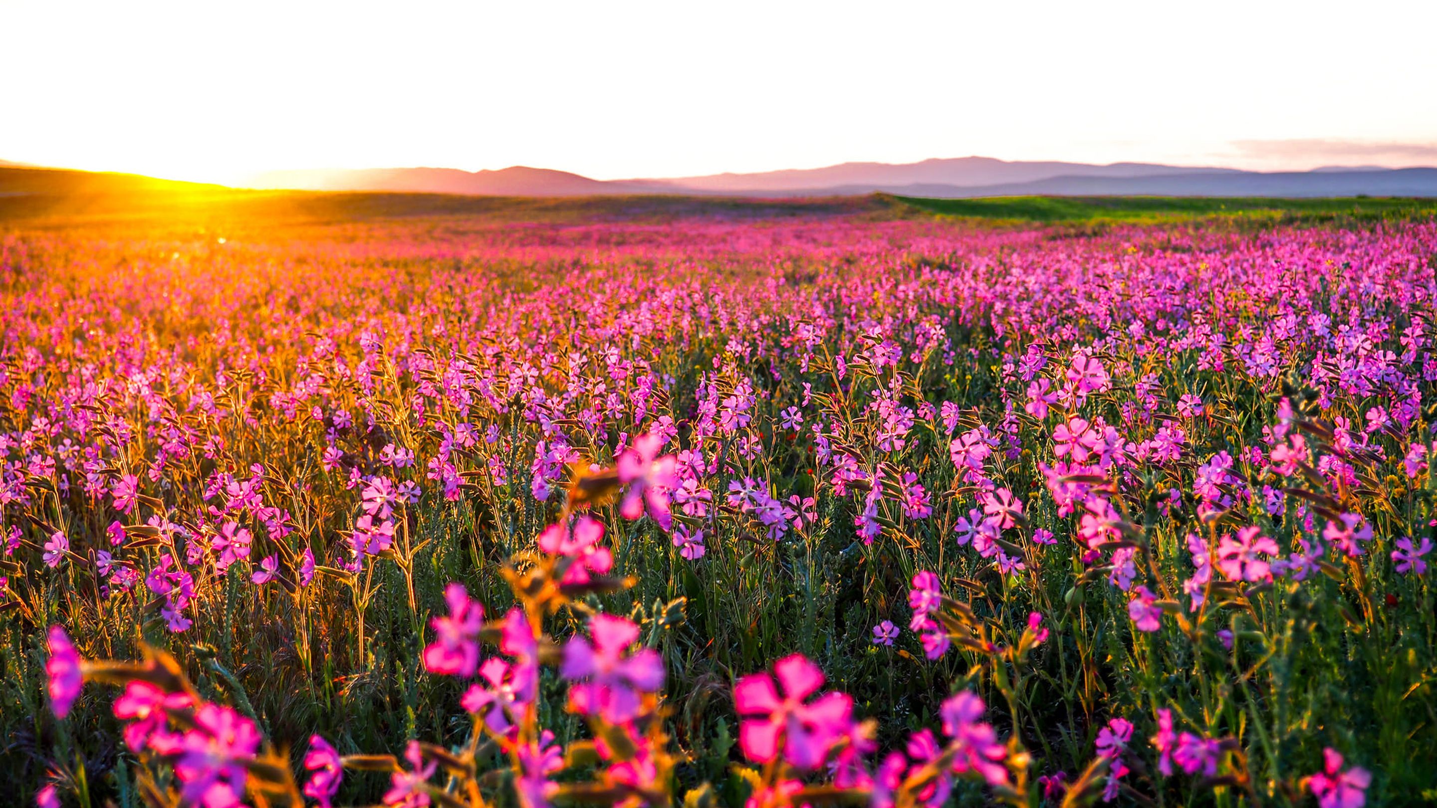 Sunrise Field With Pink Flowers In The Early Morning HD Wallpaper, Wallpaper13.com