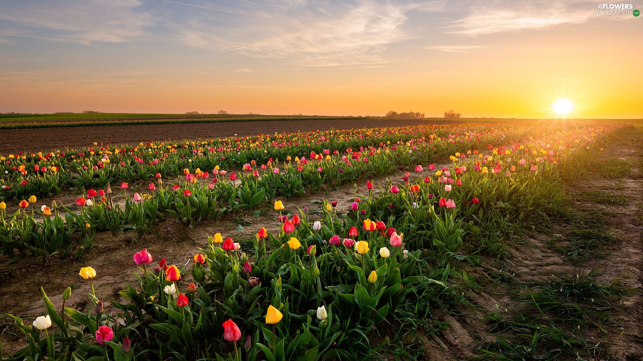 Tulips, plantation, Sunrise, Field wallpaper: 2048x1152