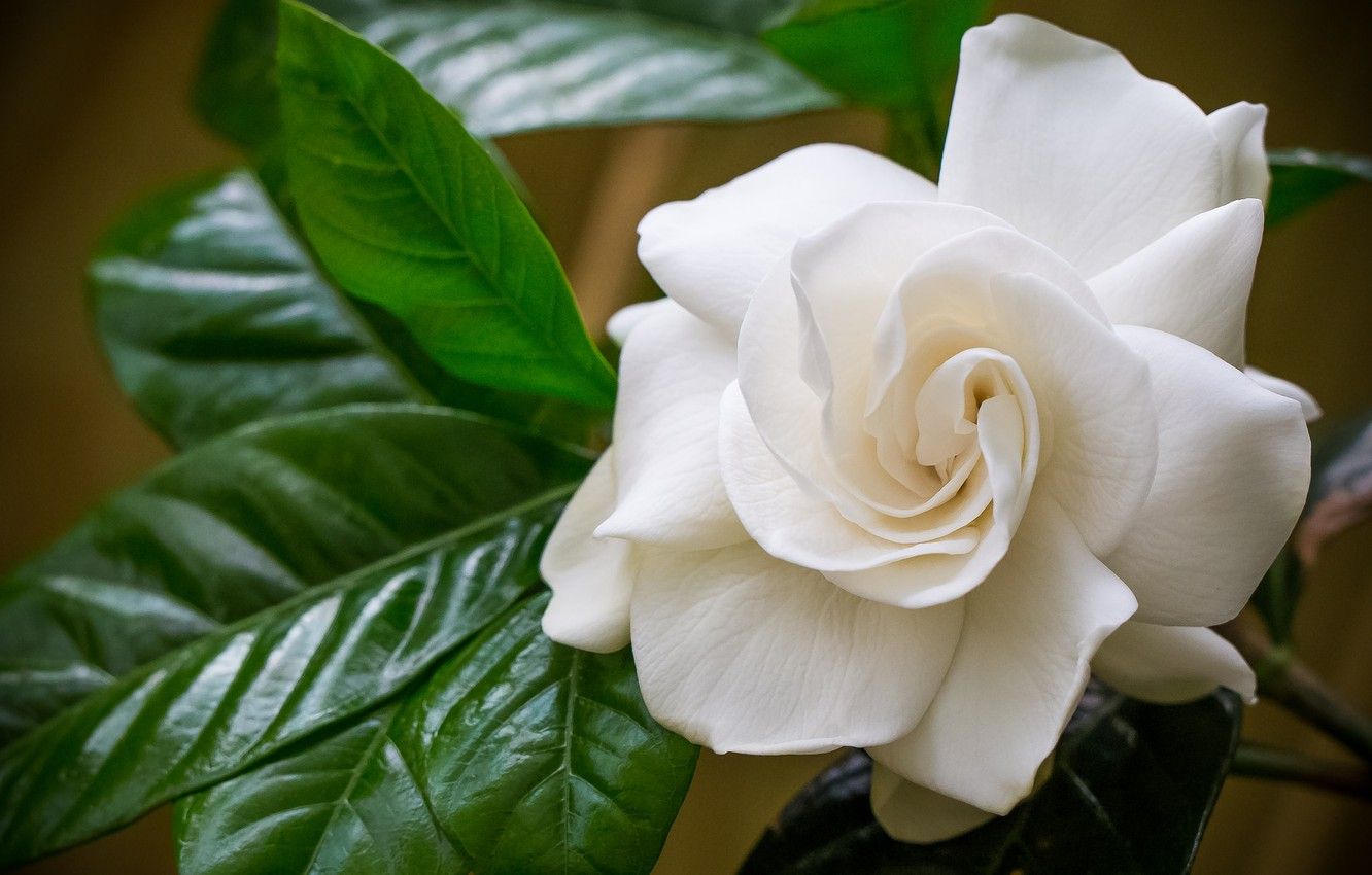 Wallpaper white, macro, Gardenia image for desktop, section цветы