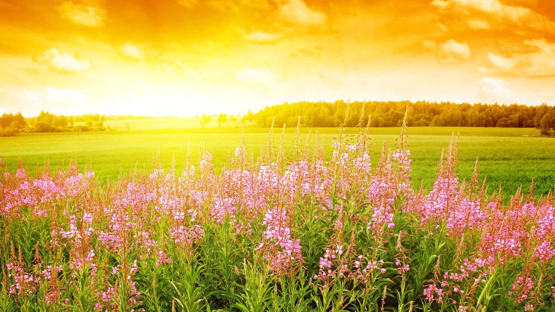 Sunrise In The Field With Wild Flowers. HD Nature Wallpaper for Mobile and Desktop