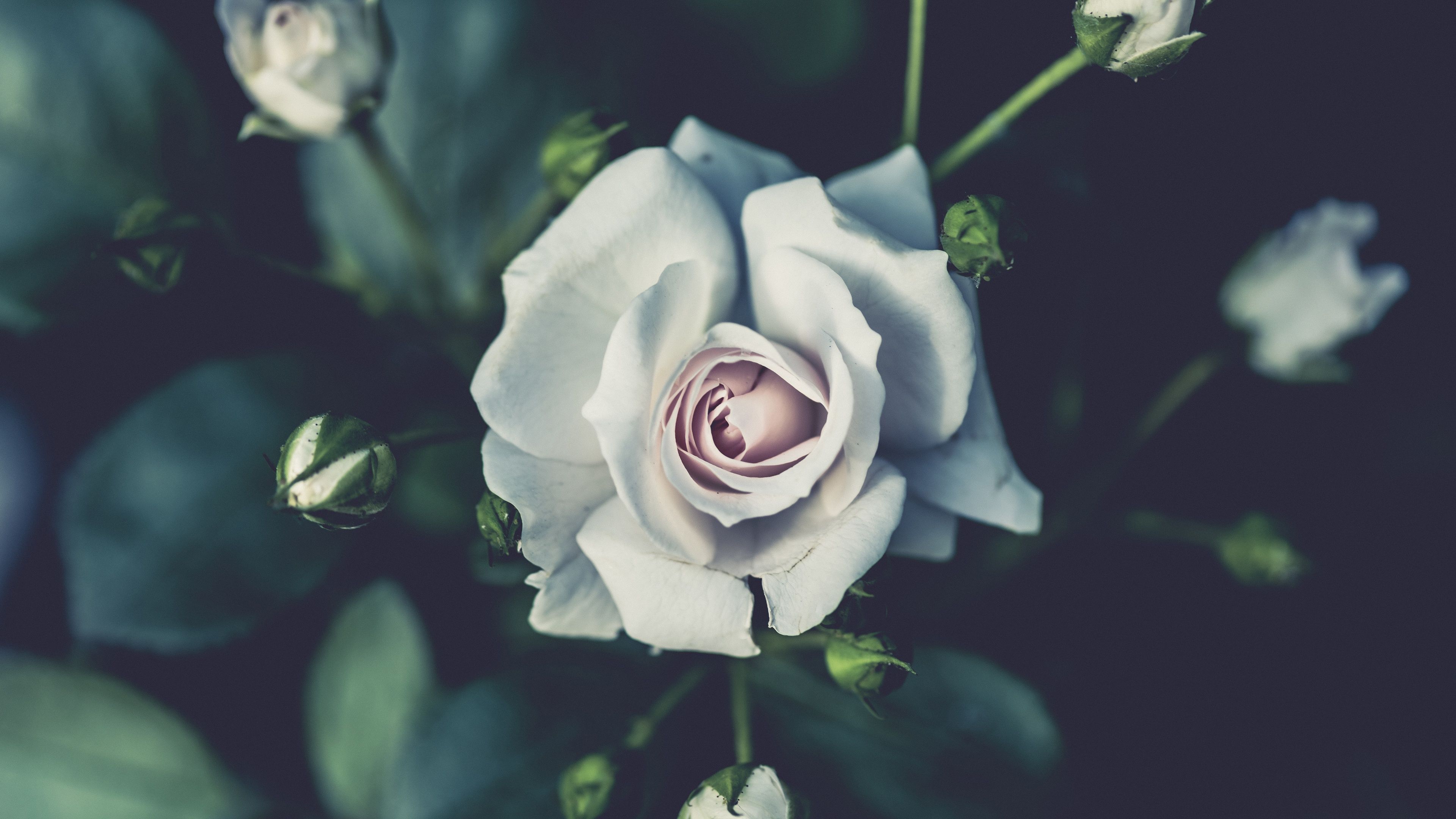 Wallpaper White rose photography, buds, blurry 3840x2160 UHD 4K Picture, Image