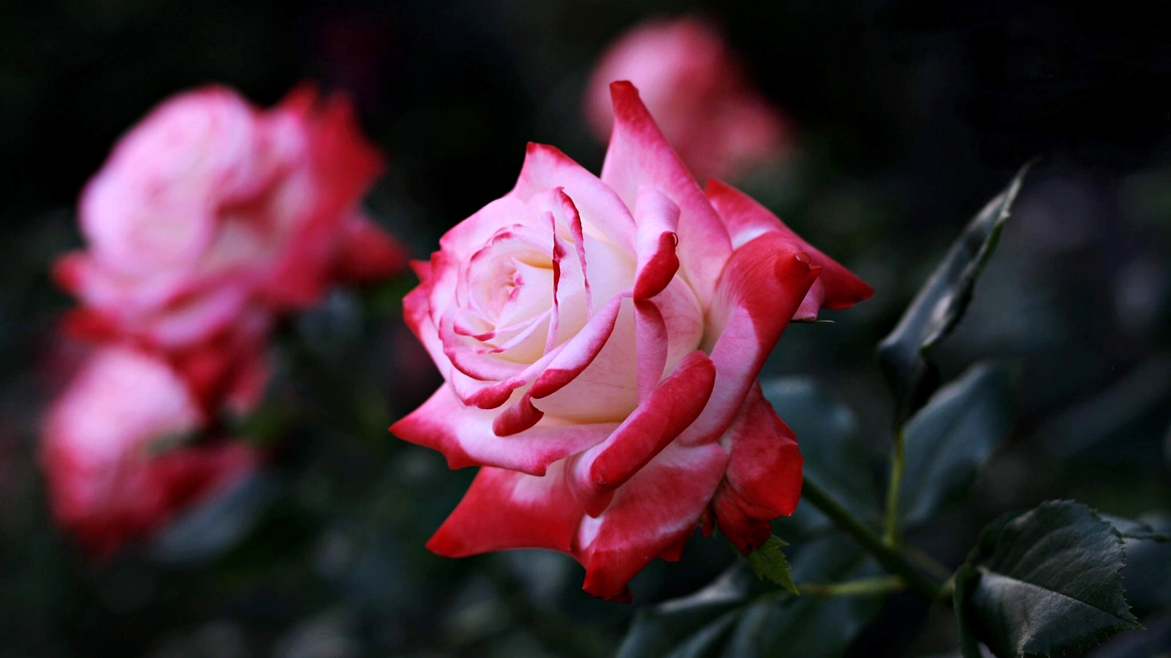 4K Wallpaper Rose For Mobile Trick. Rose flower wallpaper, White roses wallpaper, Rose wallpaper