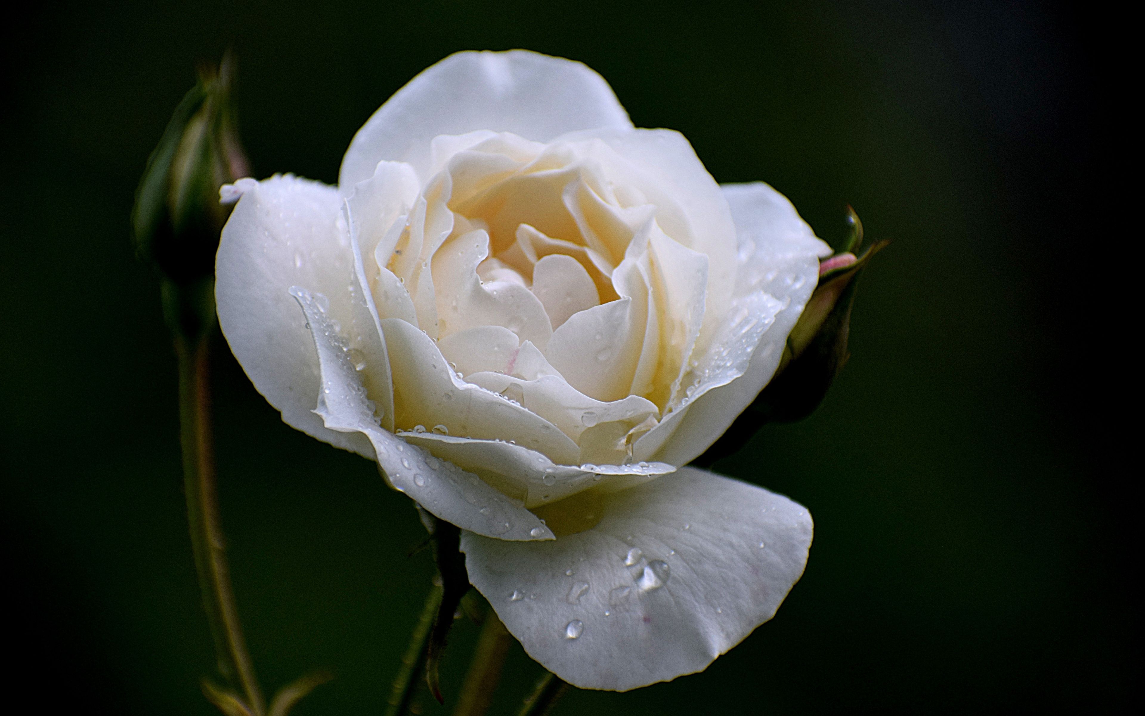 Download 3840x2400 wallpaper white rose, drops, portrait, close up, 4k, ultra HD 16: widescreen, 3840x2400 HD image, background, 5187