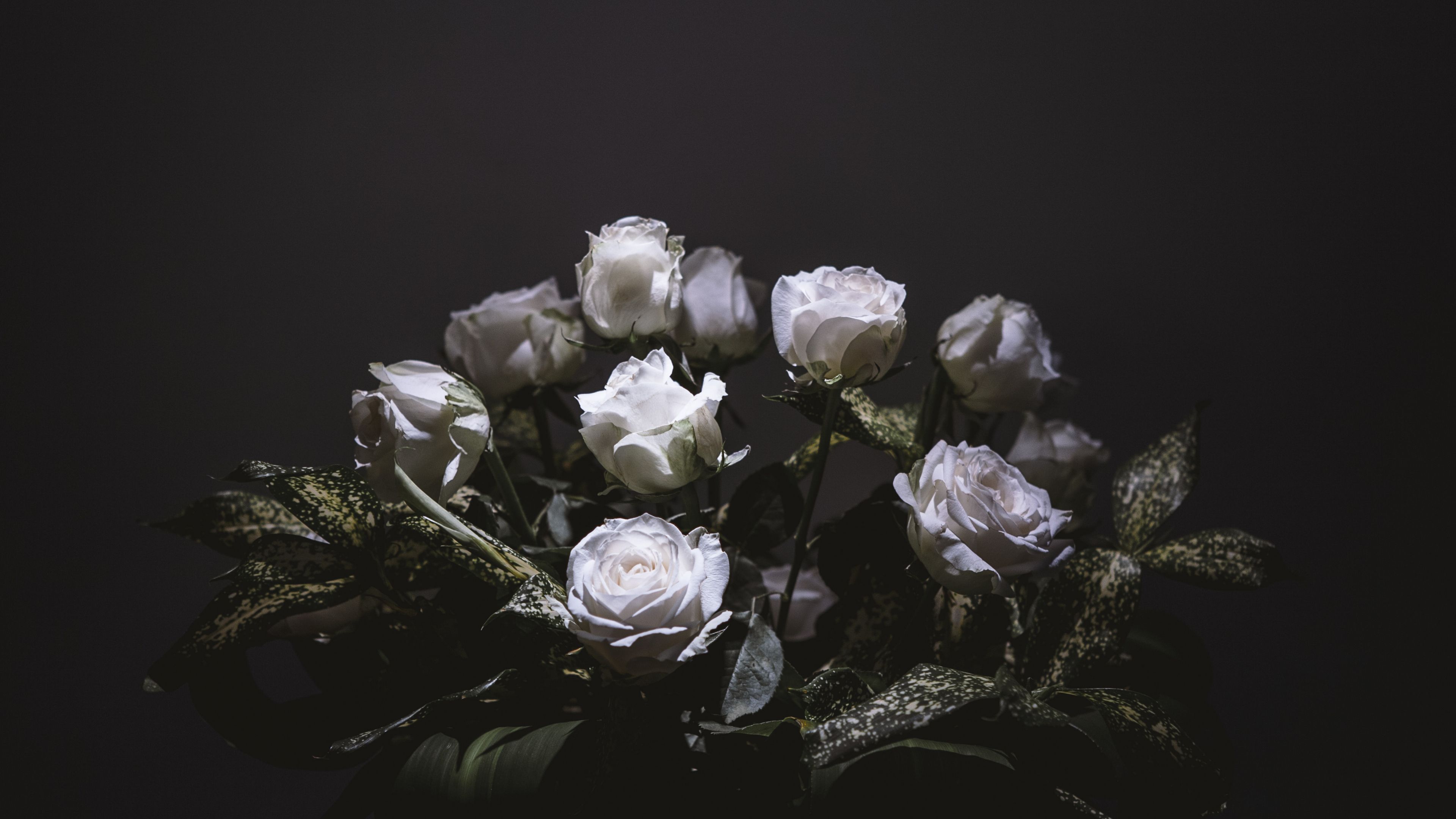 Desktop Wallpaper White Roses, Flowers, Portrait, 4k, HD Image, Picture, Background, B58e35